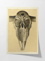Anatomy: Plate No. 43