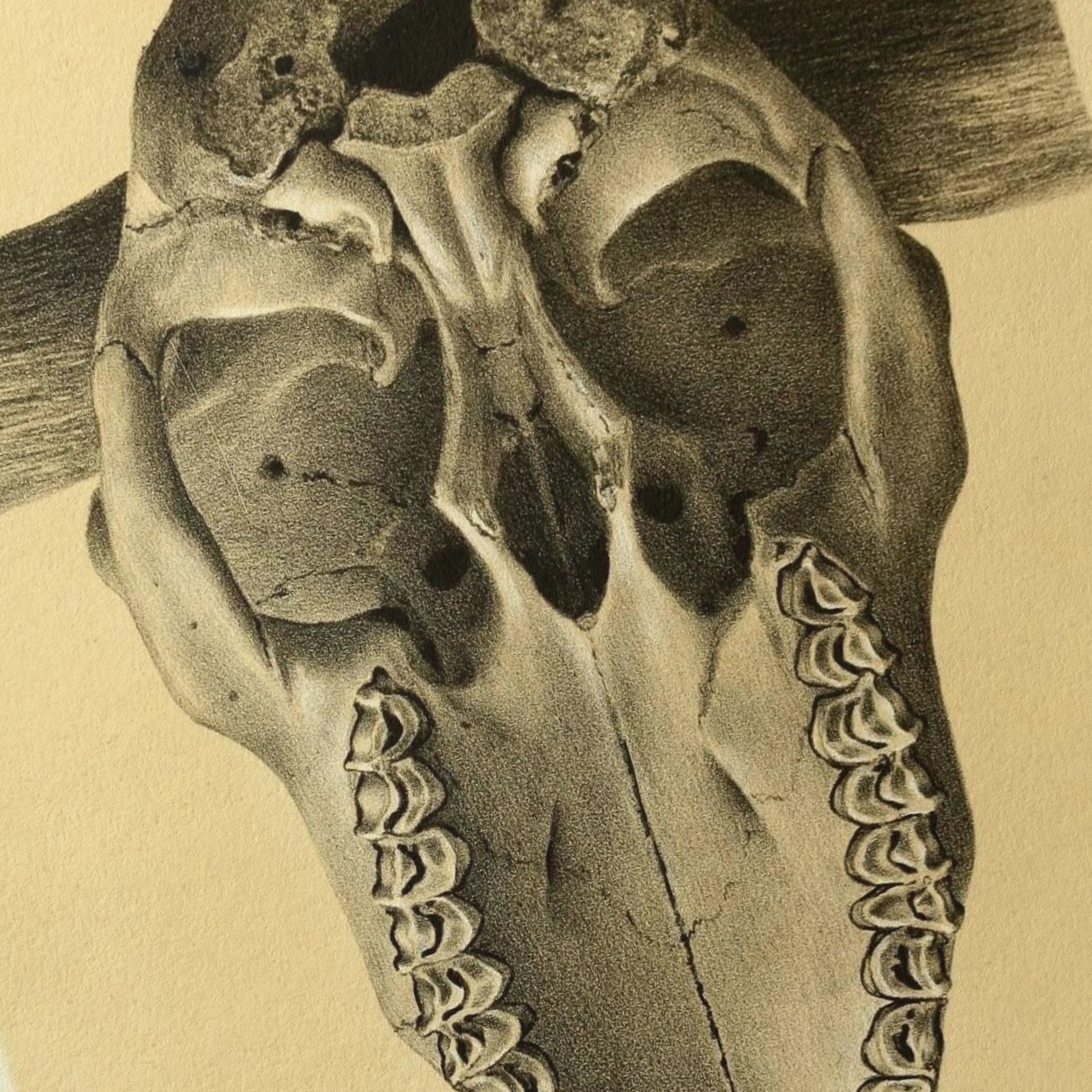 Anatomy: Plate No. 43