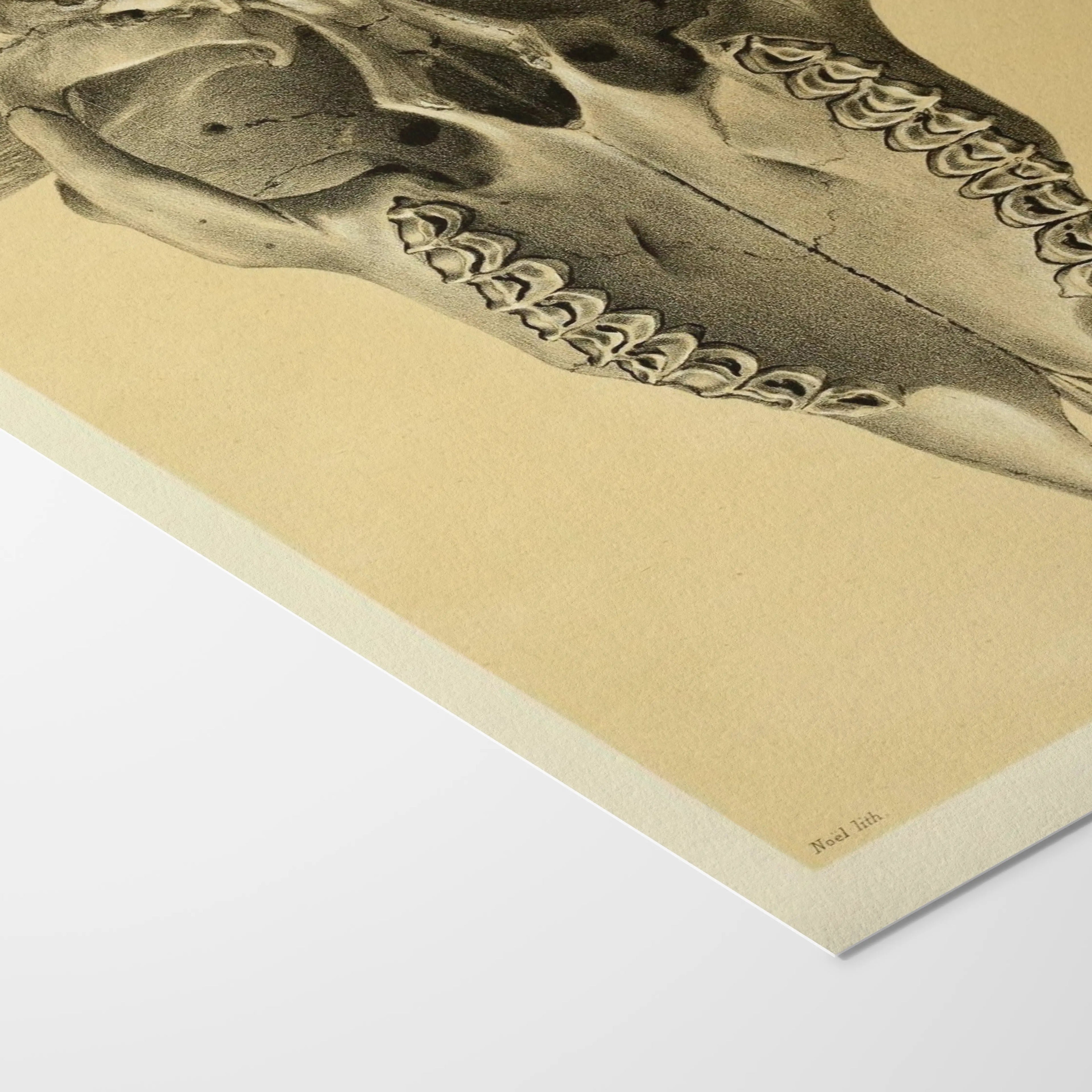 Anatomy: Plate No. 43