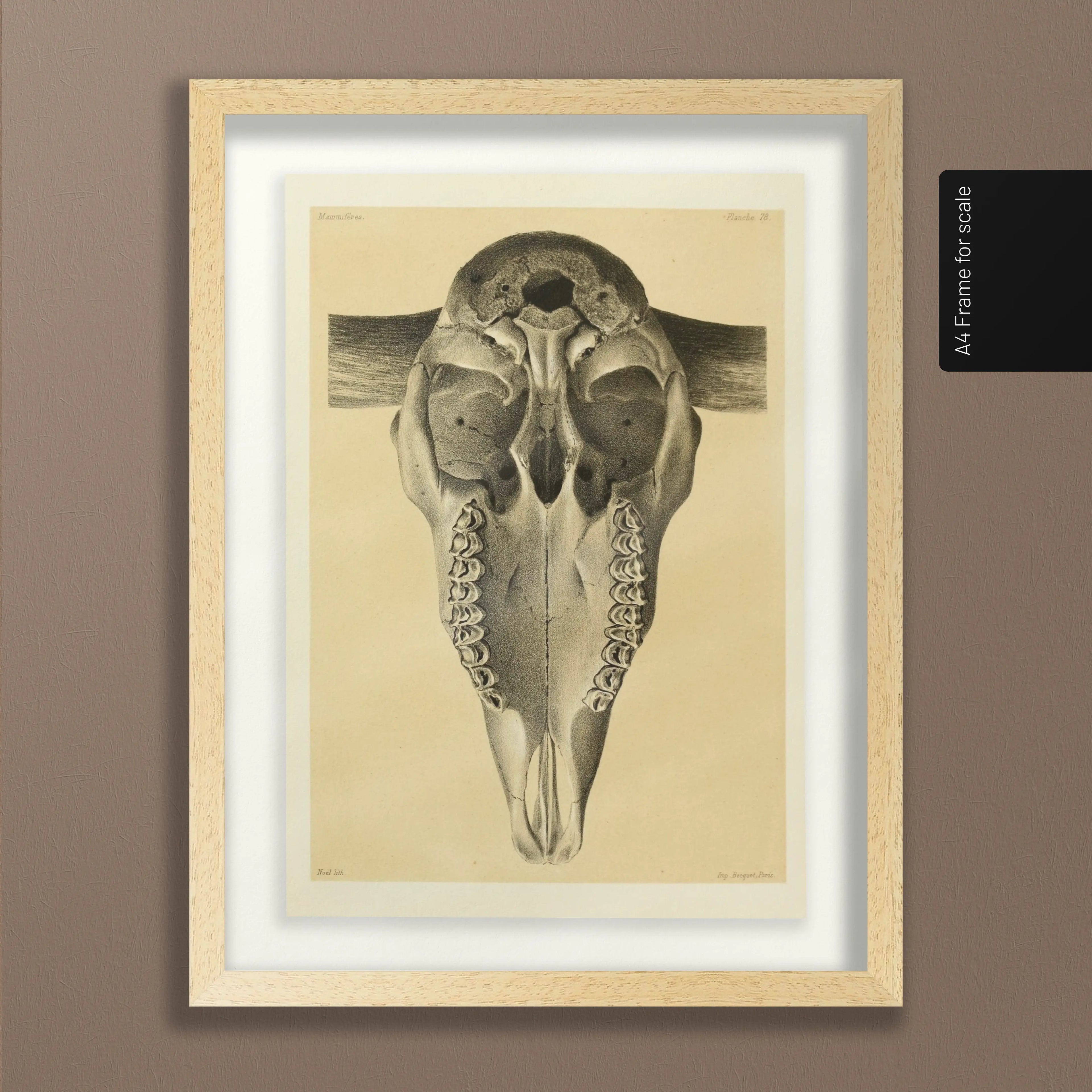 Anatomy: Plate No. 43