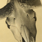 Anatomy: Plate No. 44