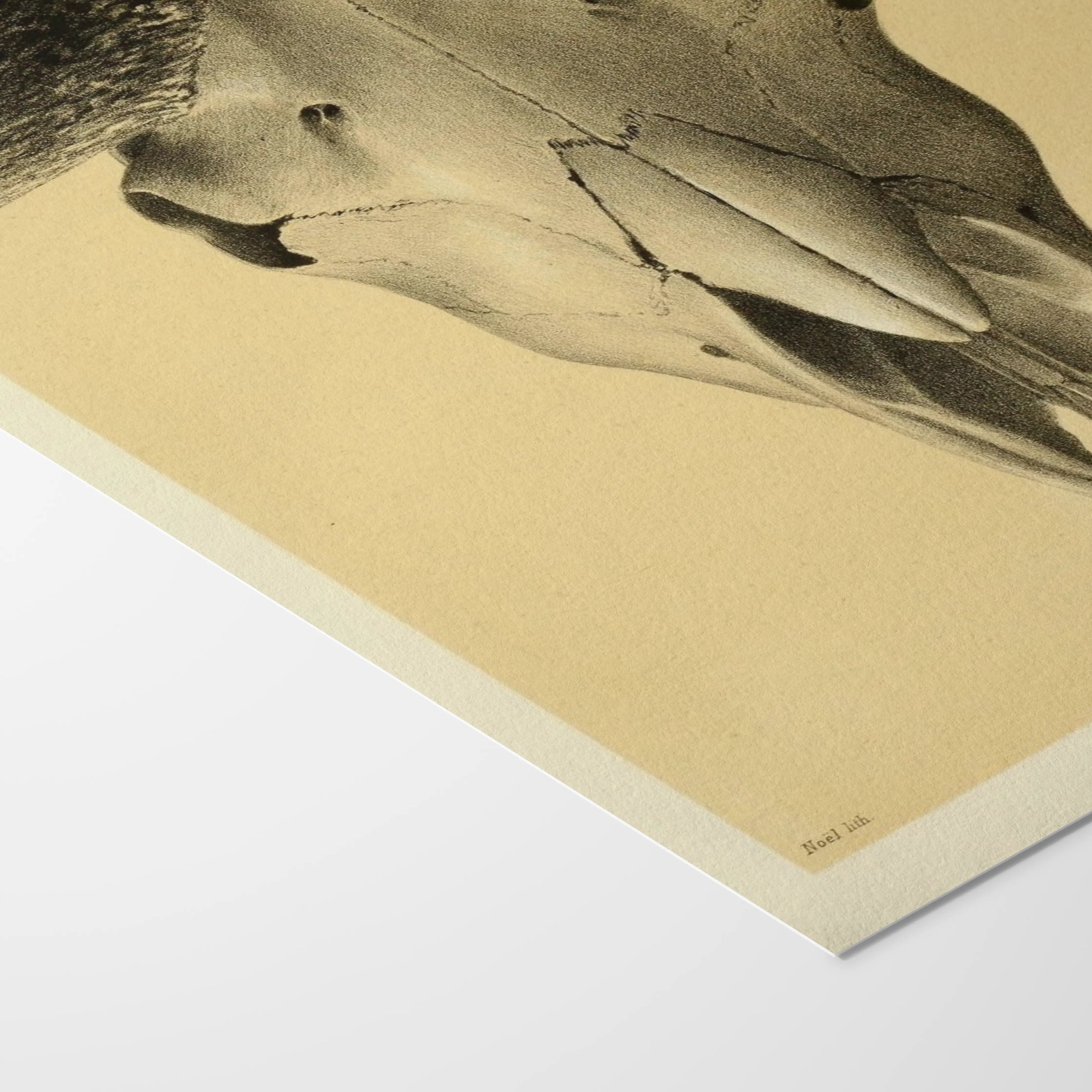 Anatomy: Plate No. 44