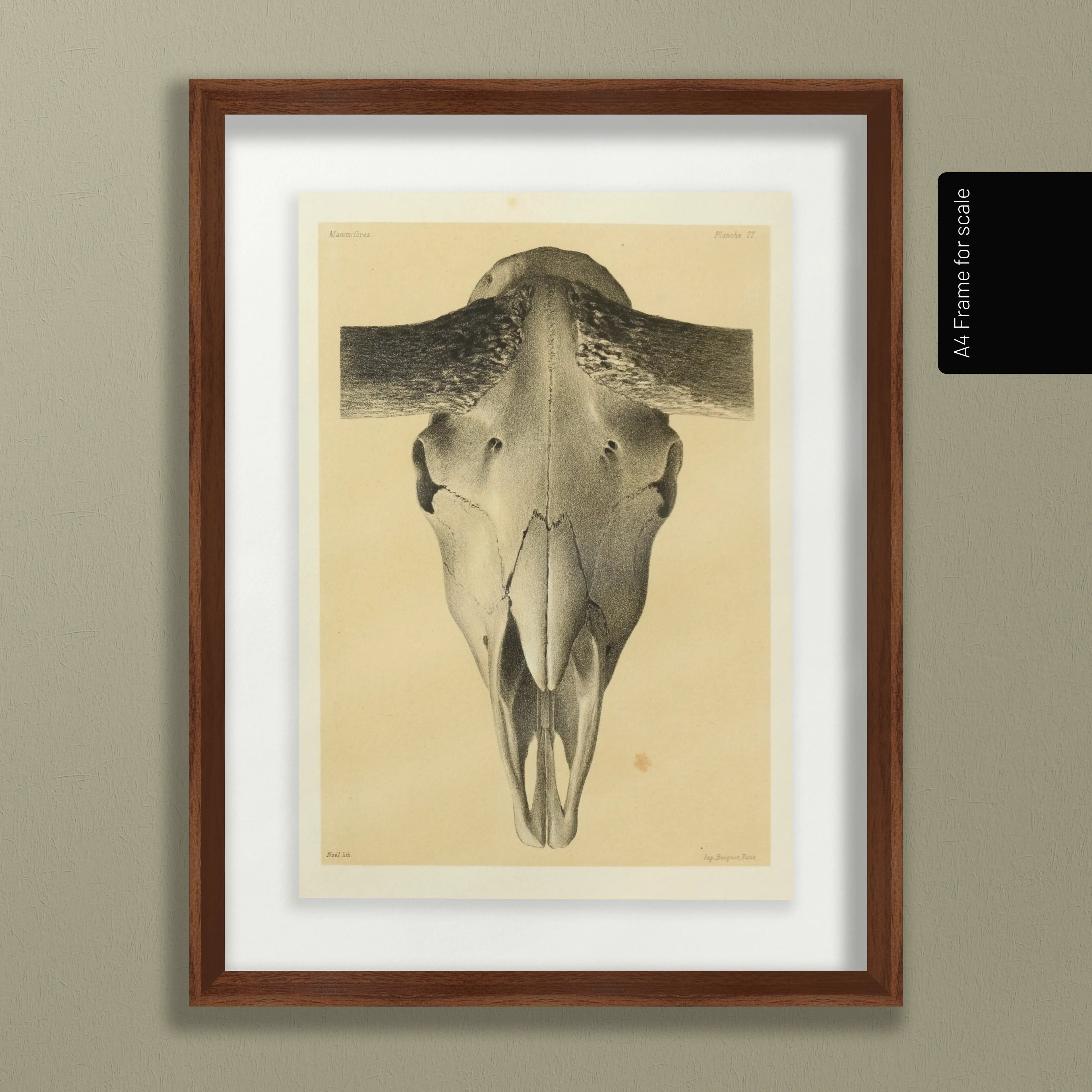 Anatomy: Plate No. 44