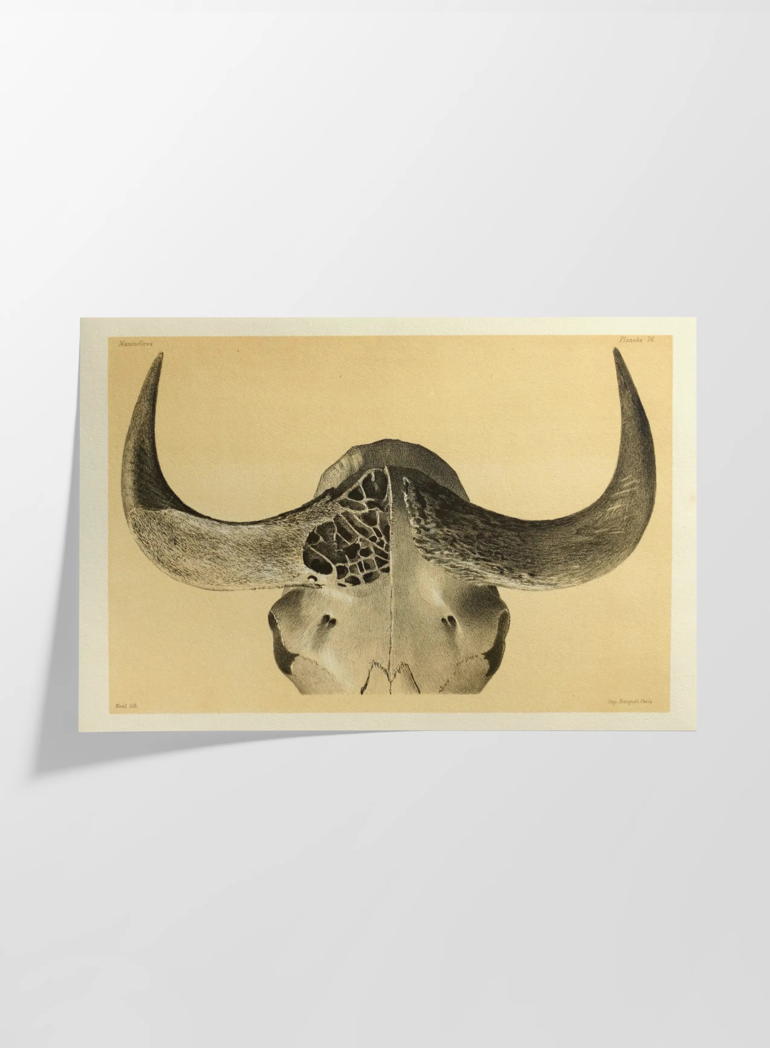 Anatomy: Plate No. 45