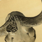 Anatomy: Plate No. 45