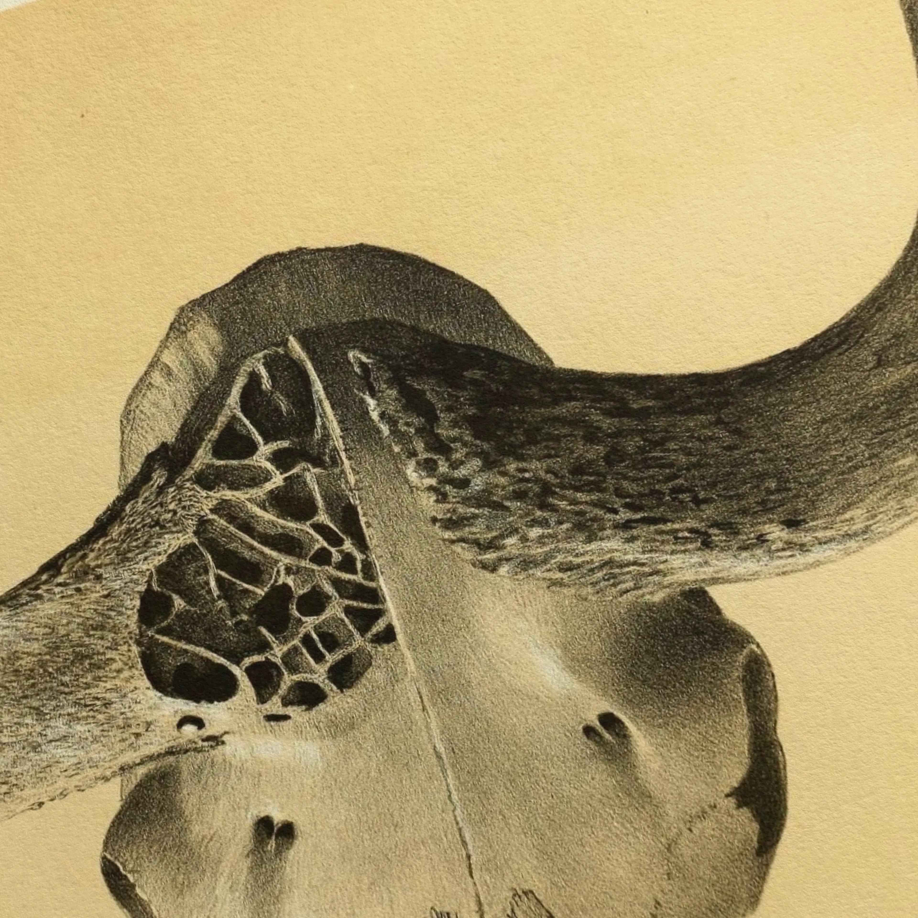 Anatomy: Plate No. 45