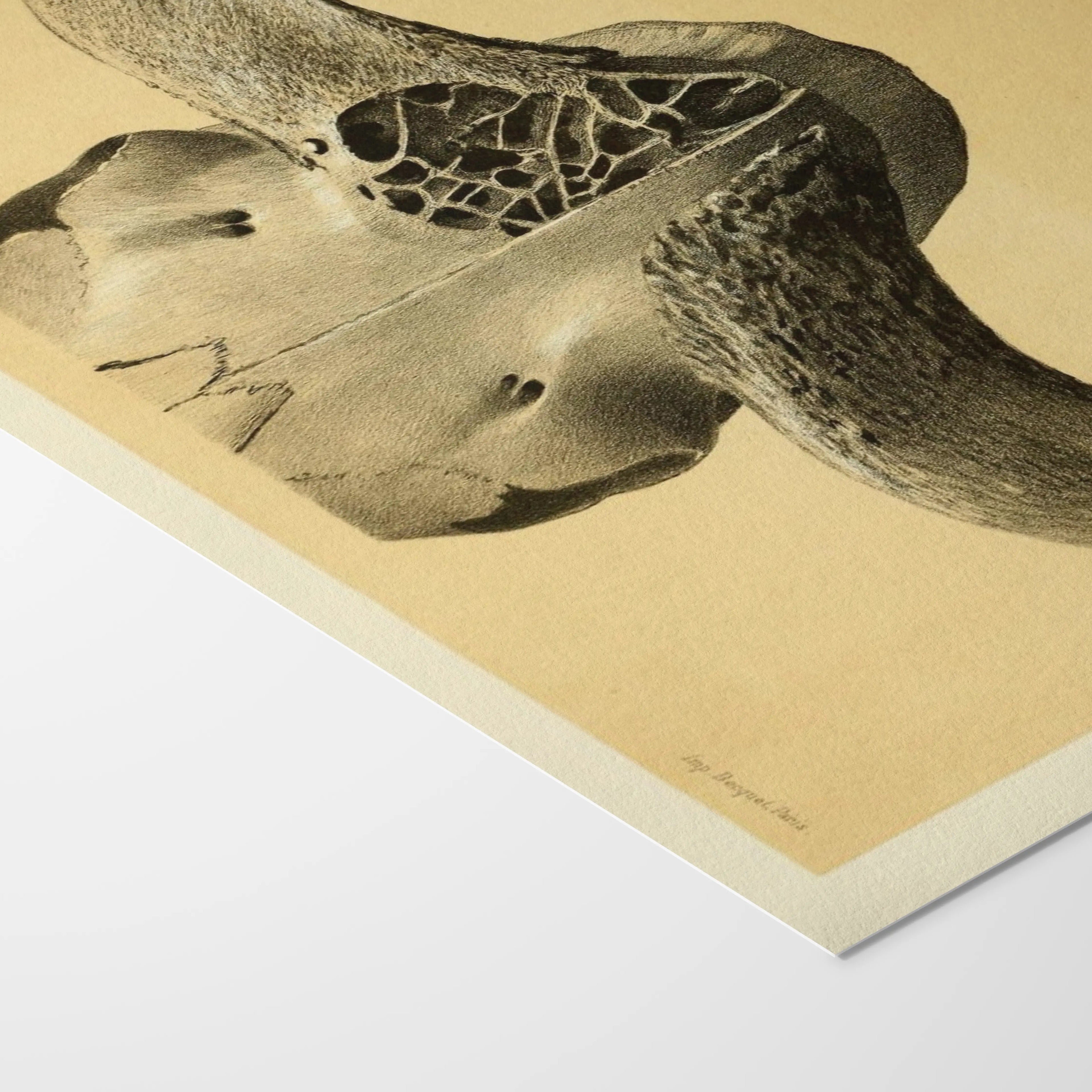 Anatomy: Plate No. 45
