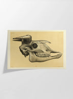 Anatomy: Plate No. 46