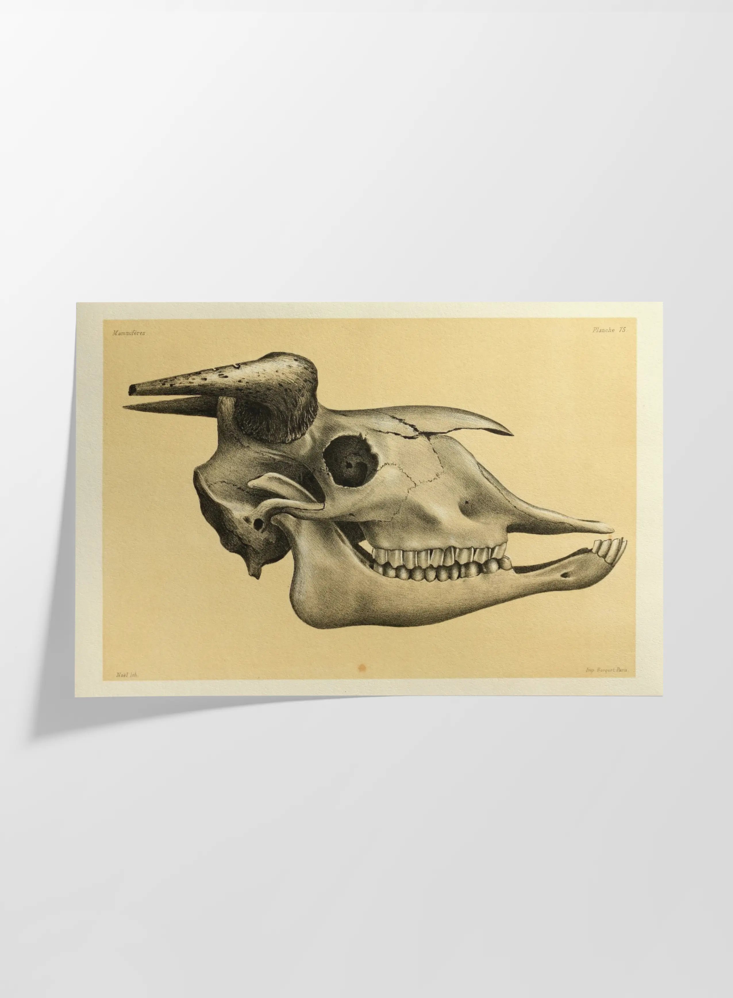 Anatomy: Plate No. 46
