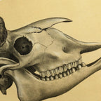 Anatomy: Plate No. 46