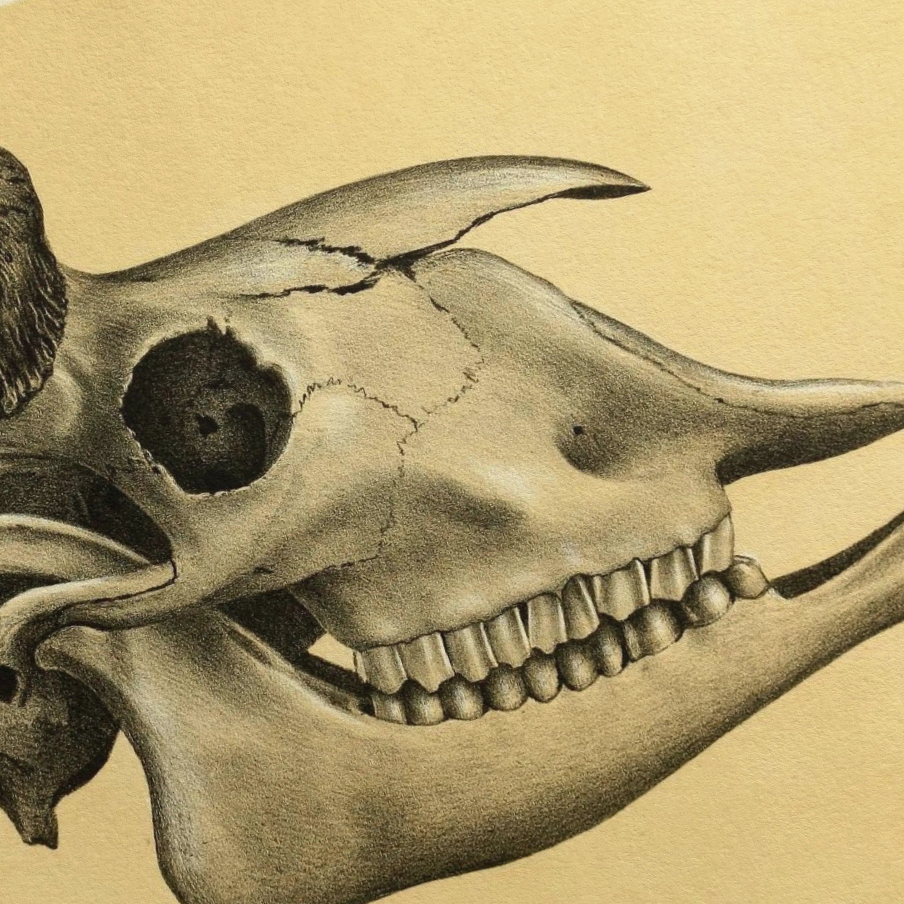 Anatomy: Plate No. 46