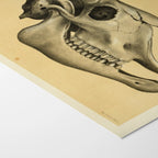 Anatomy: Plate No. 46