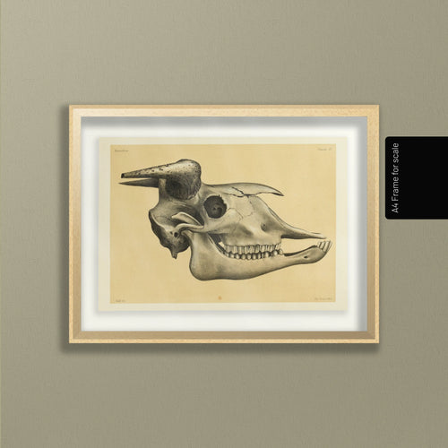 Anatomy: Plate No. 46