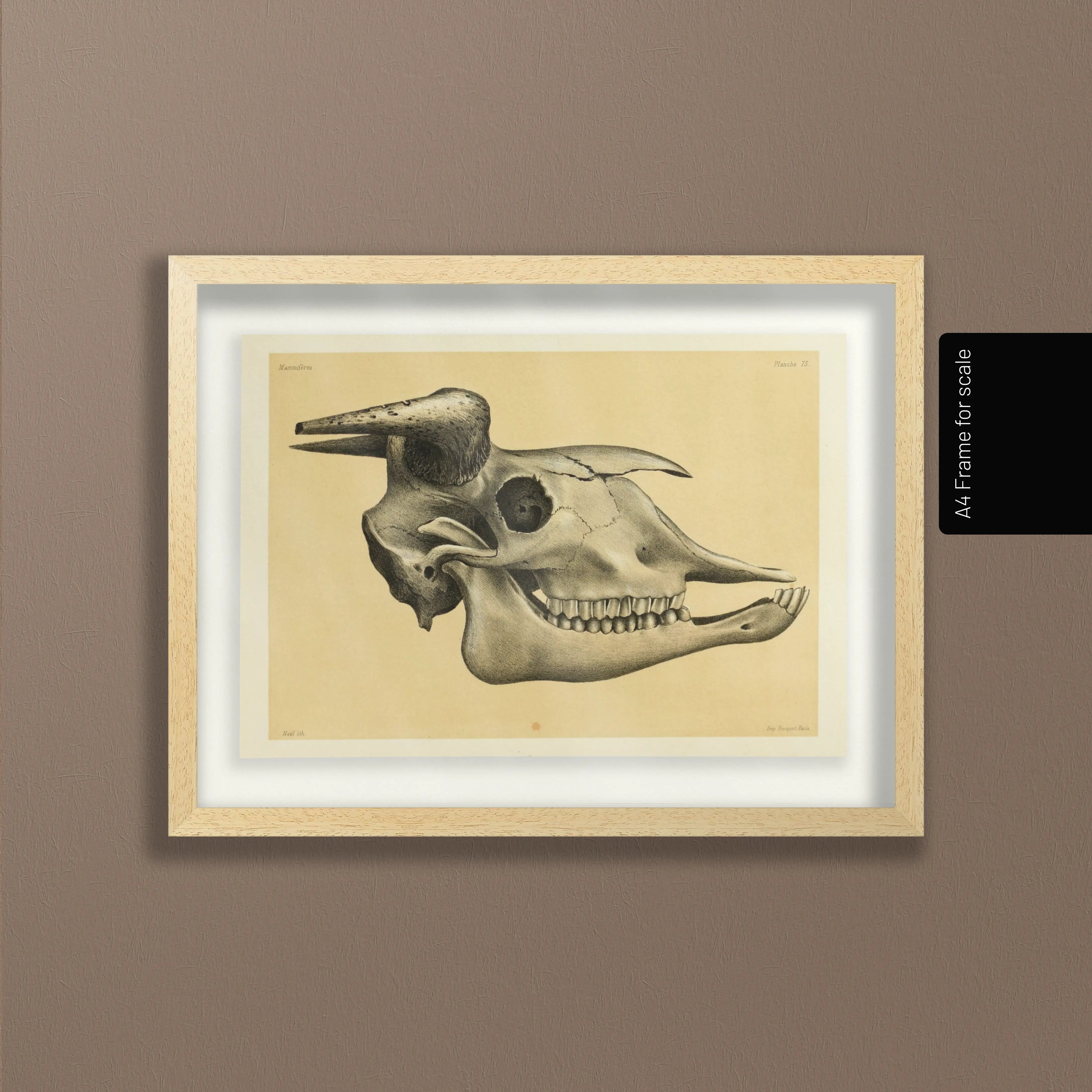 Anatomy: Plate No. 46