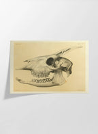 Anatomy: Plate No. 47