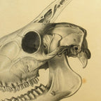 Anatomy: Plate No. 47