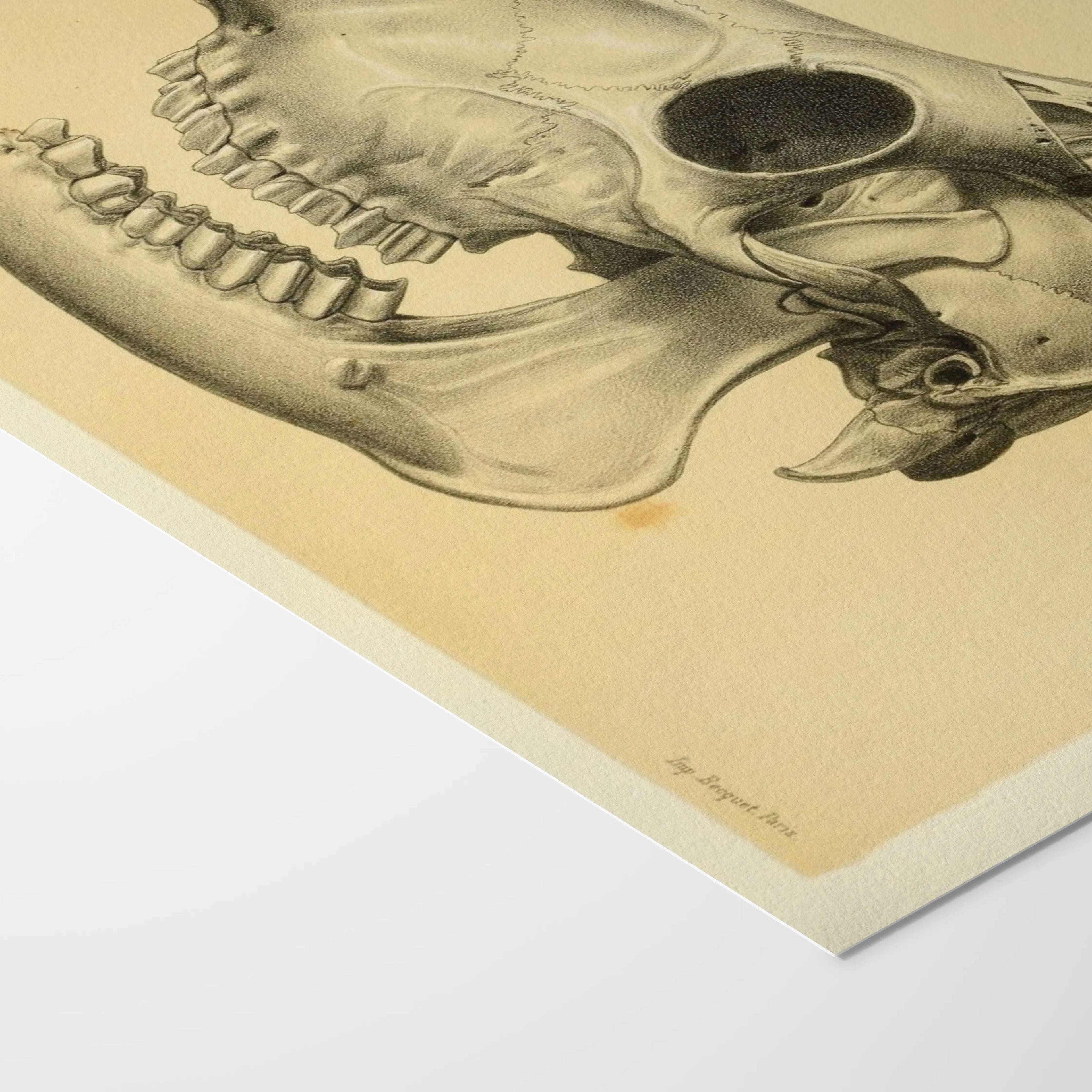 Anatomy: Plate No. 47