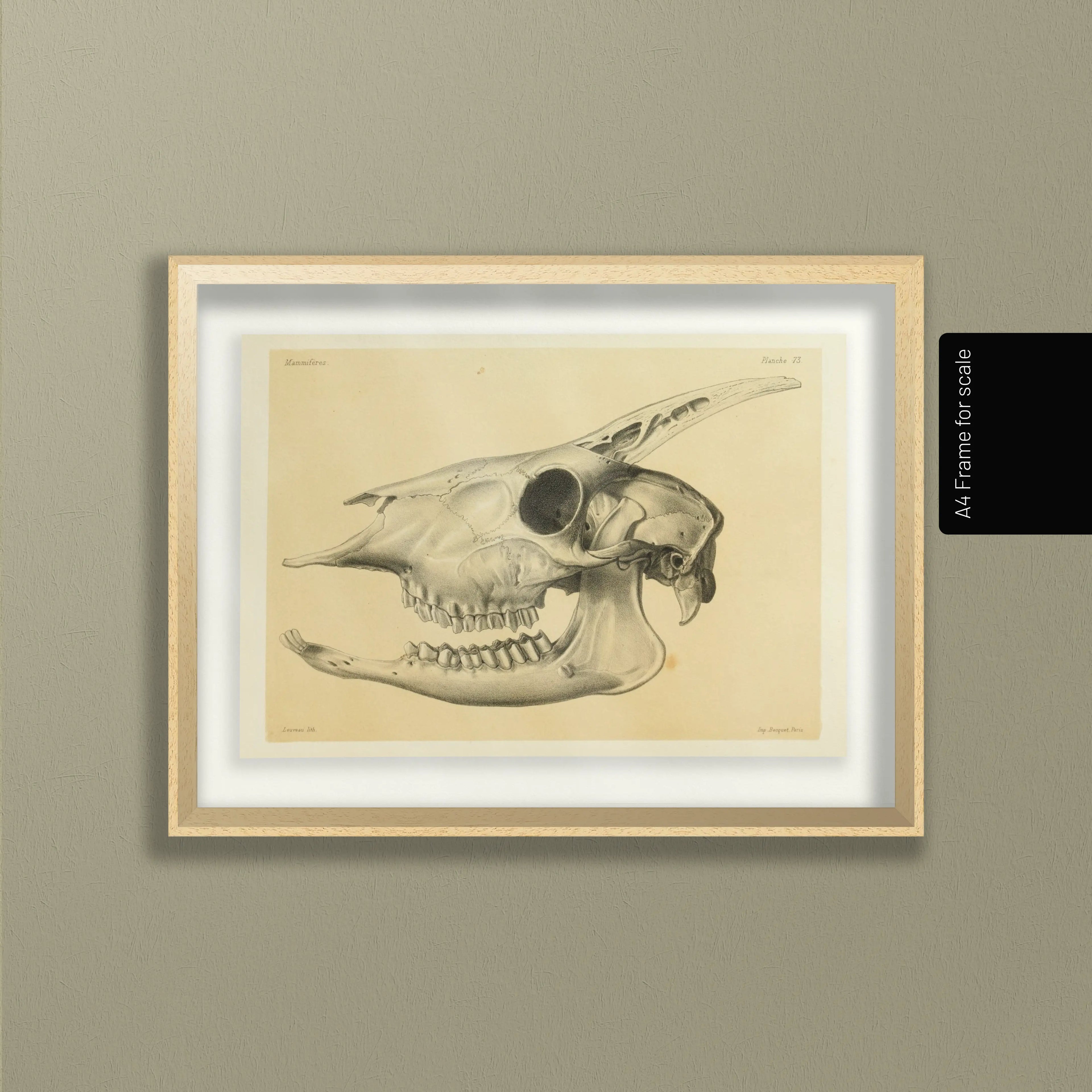 Anatomy: Plate No. 47