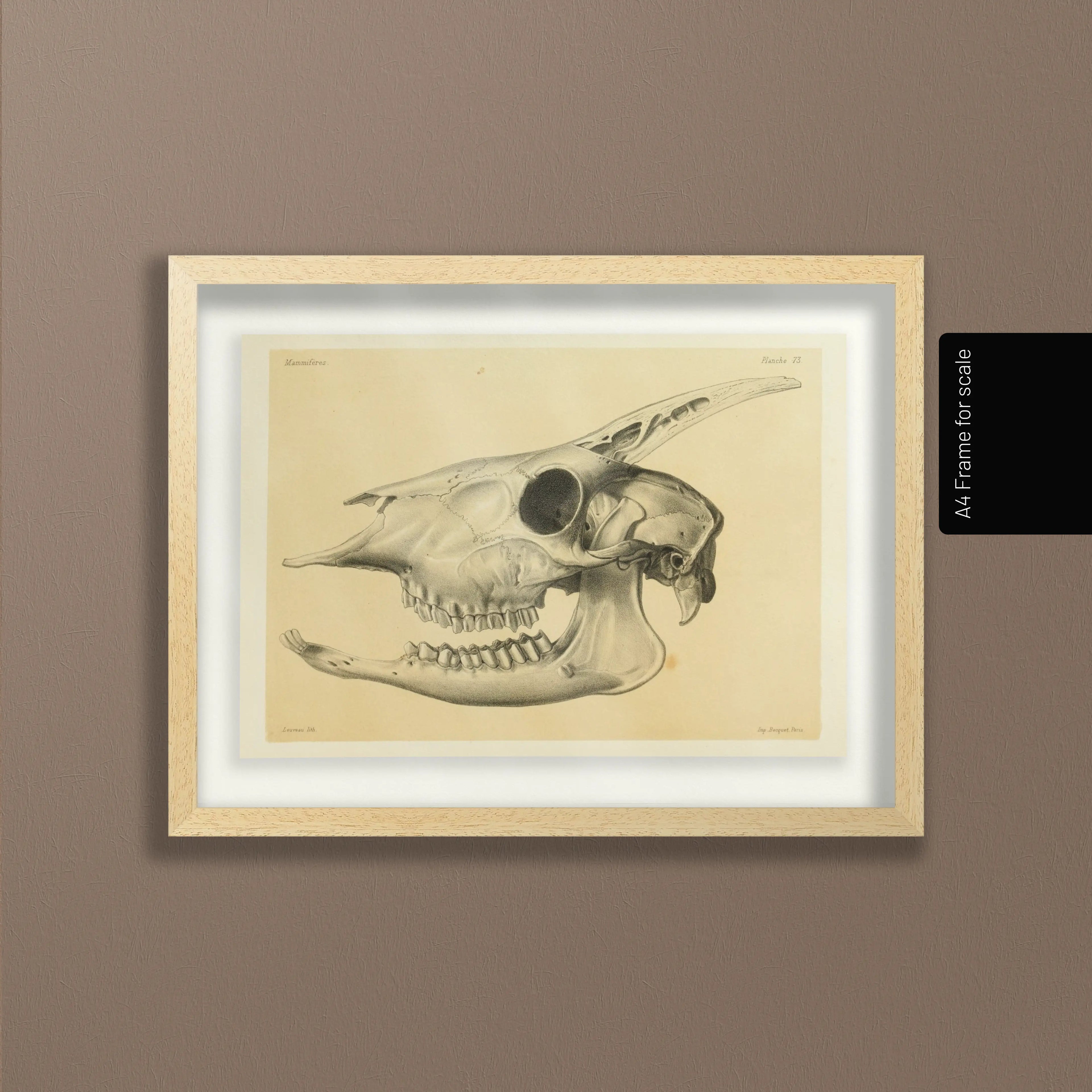 Anatomy: Plate No. 47