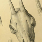 Anatomy: Plate No. 48