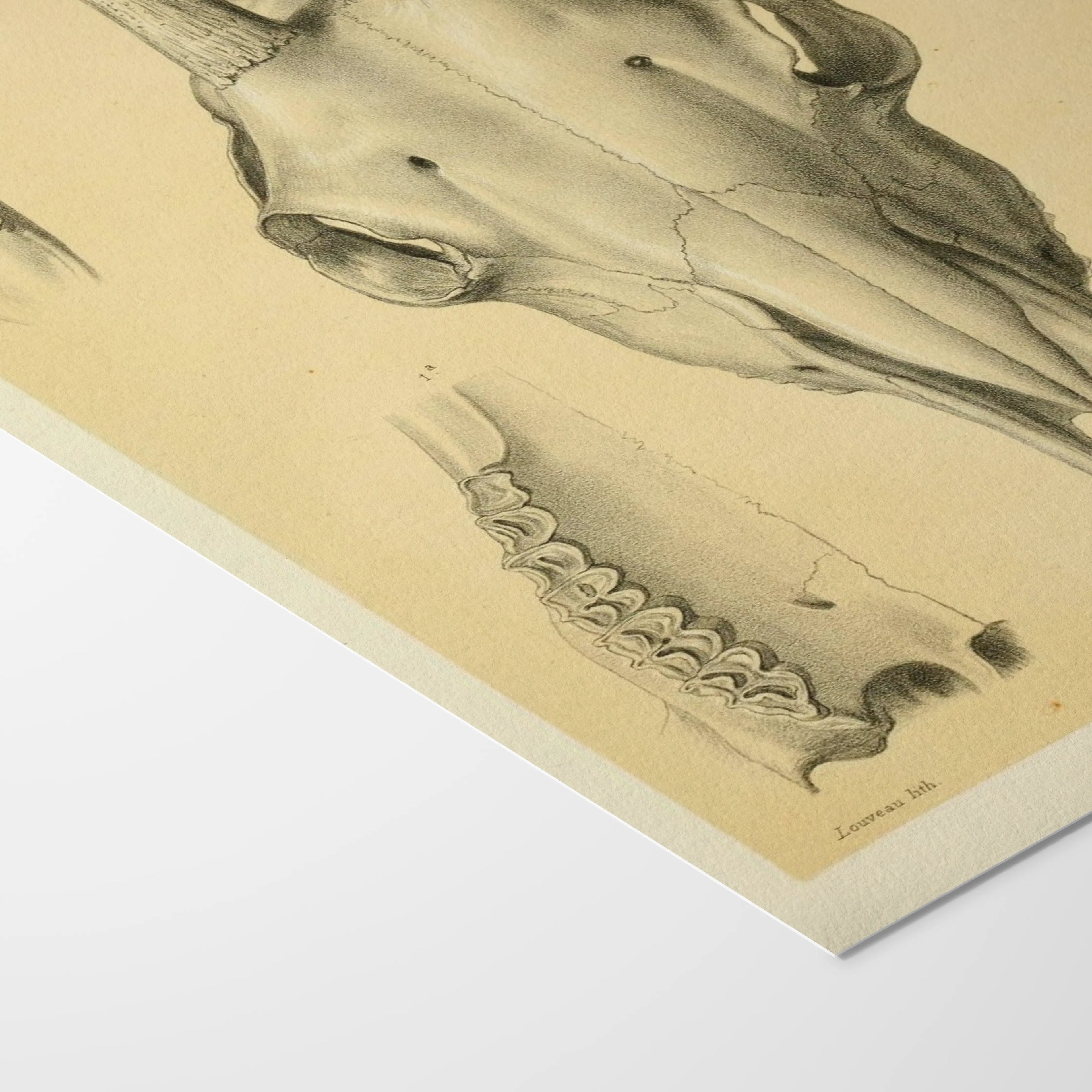 Anatomy: Plate No. 48