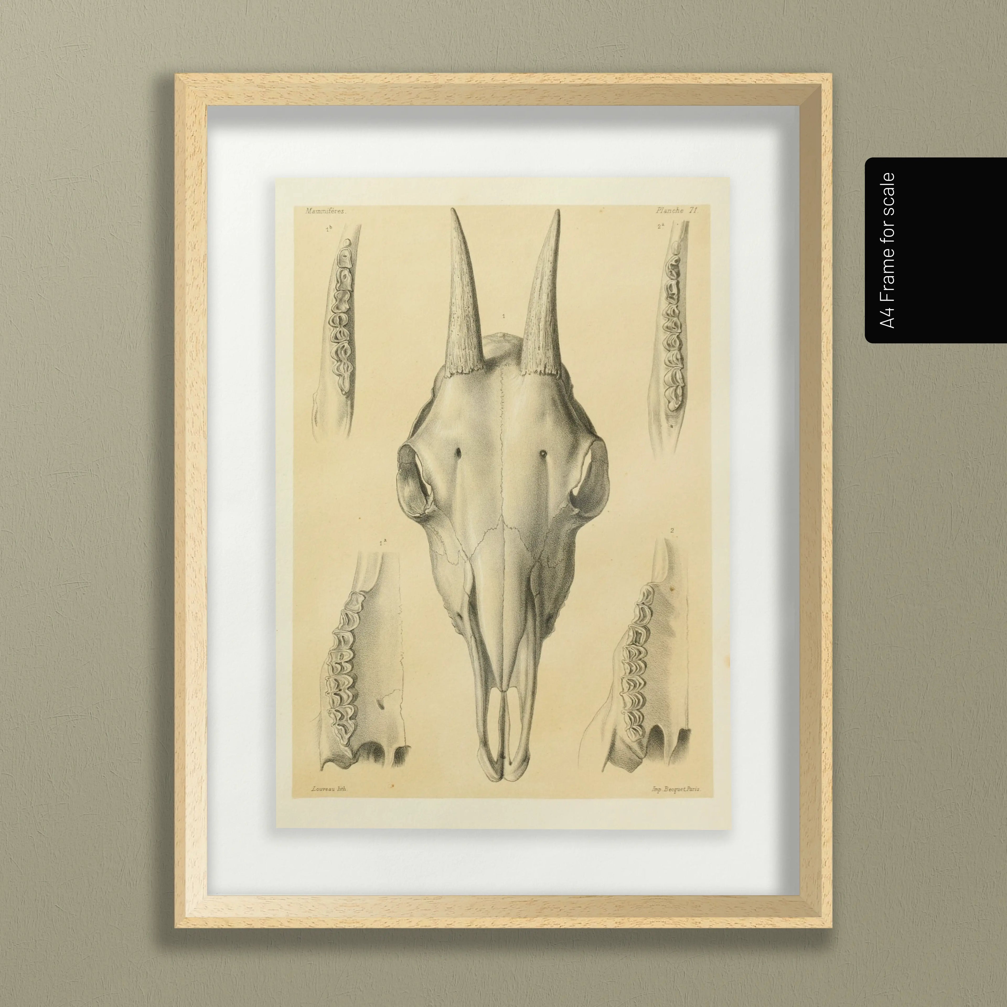 Anatomy: Plate No. 48