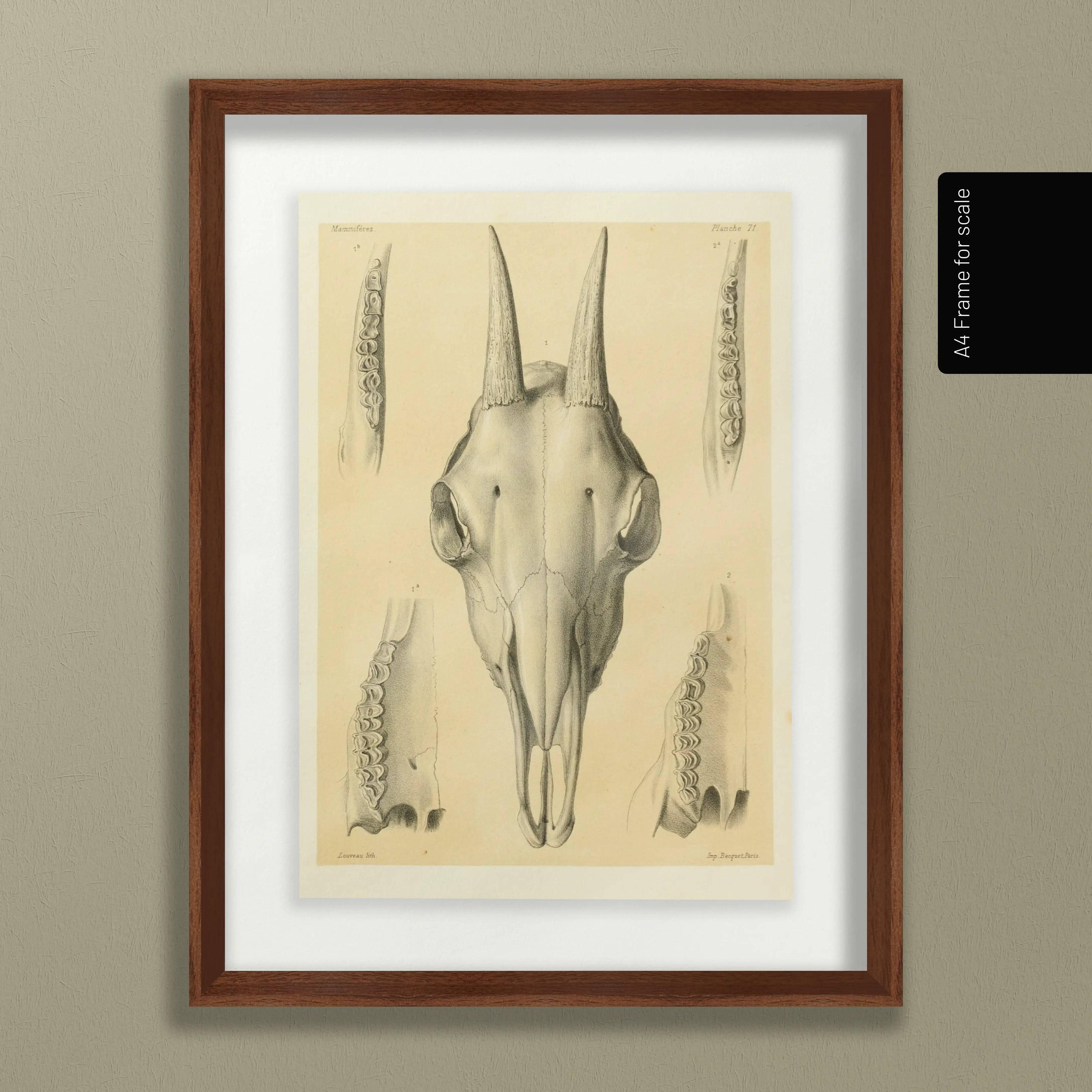 Anatomy: Plate No. 48