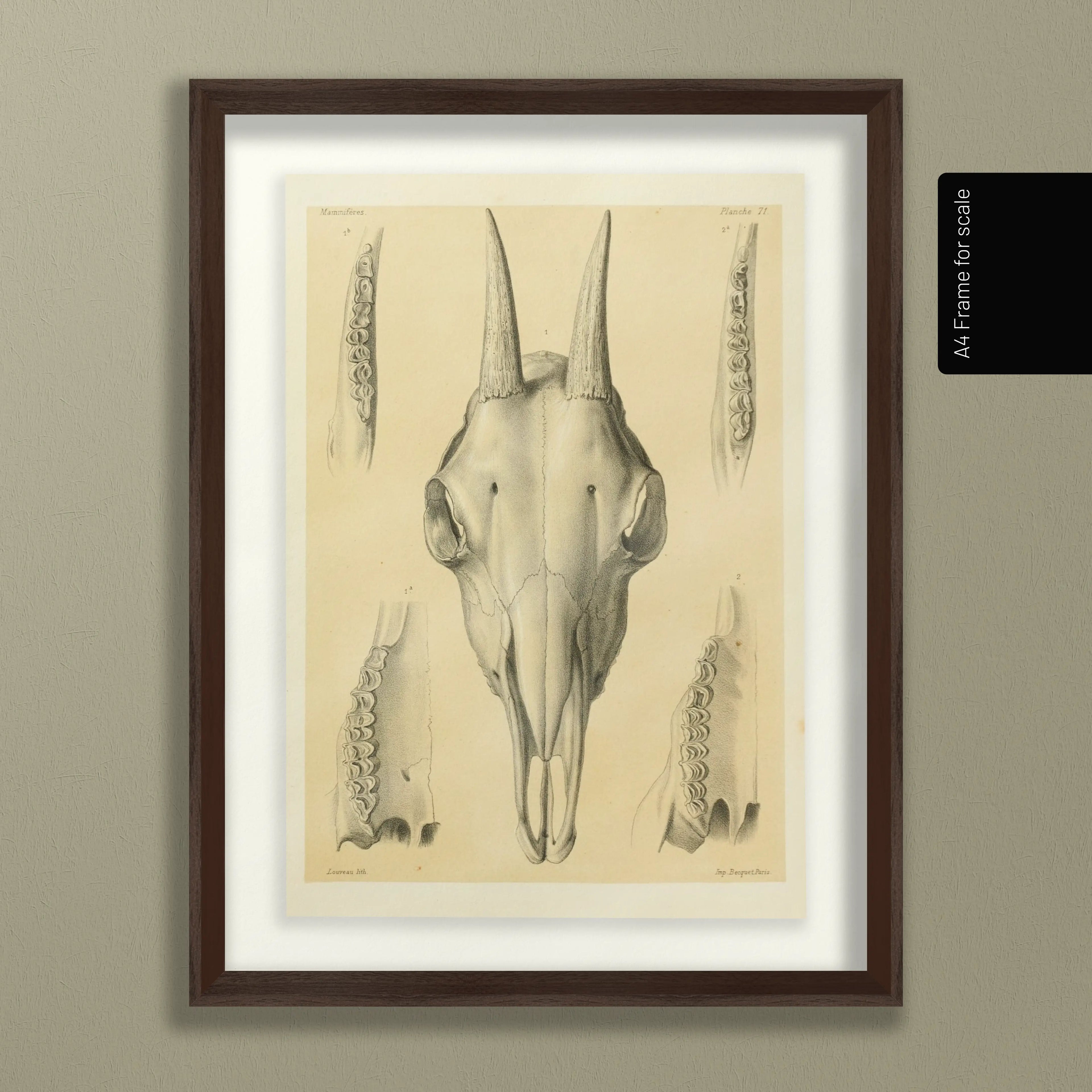 Anatomy: Plate No. 48