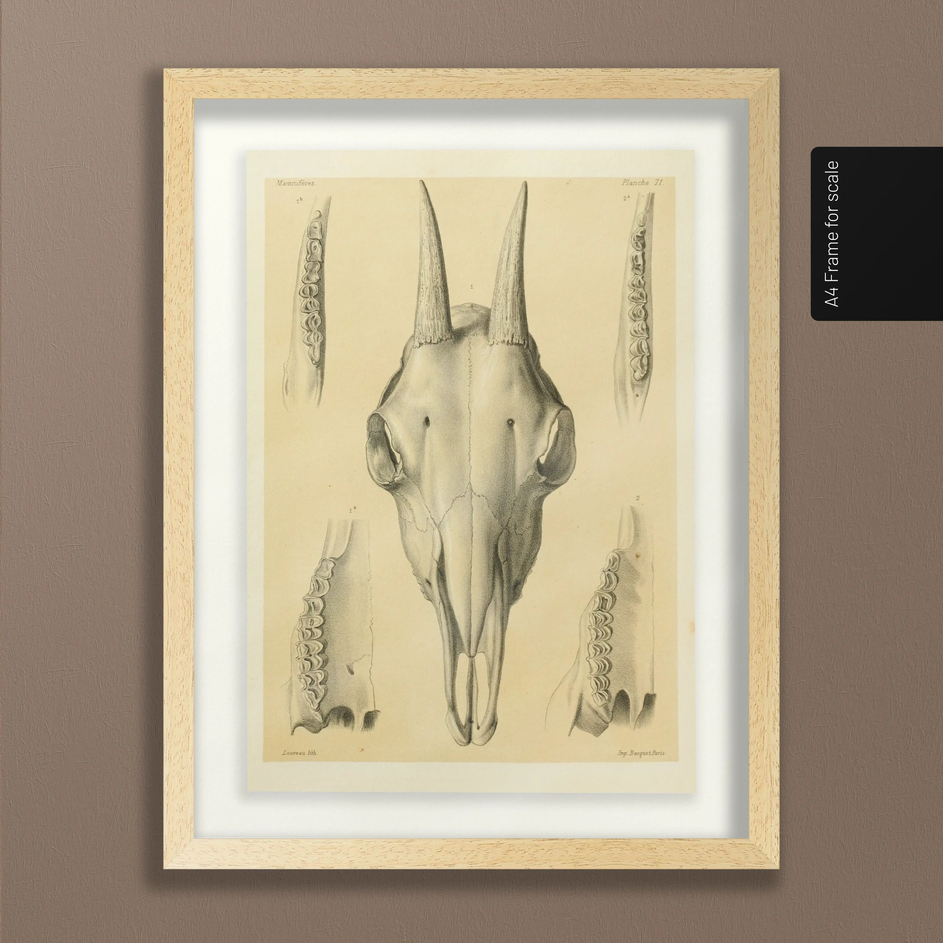 Anatomy: Plate No. 48