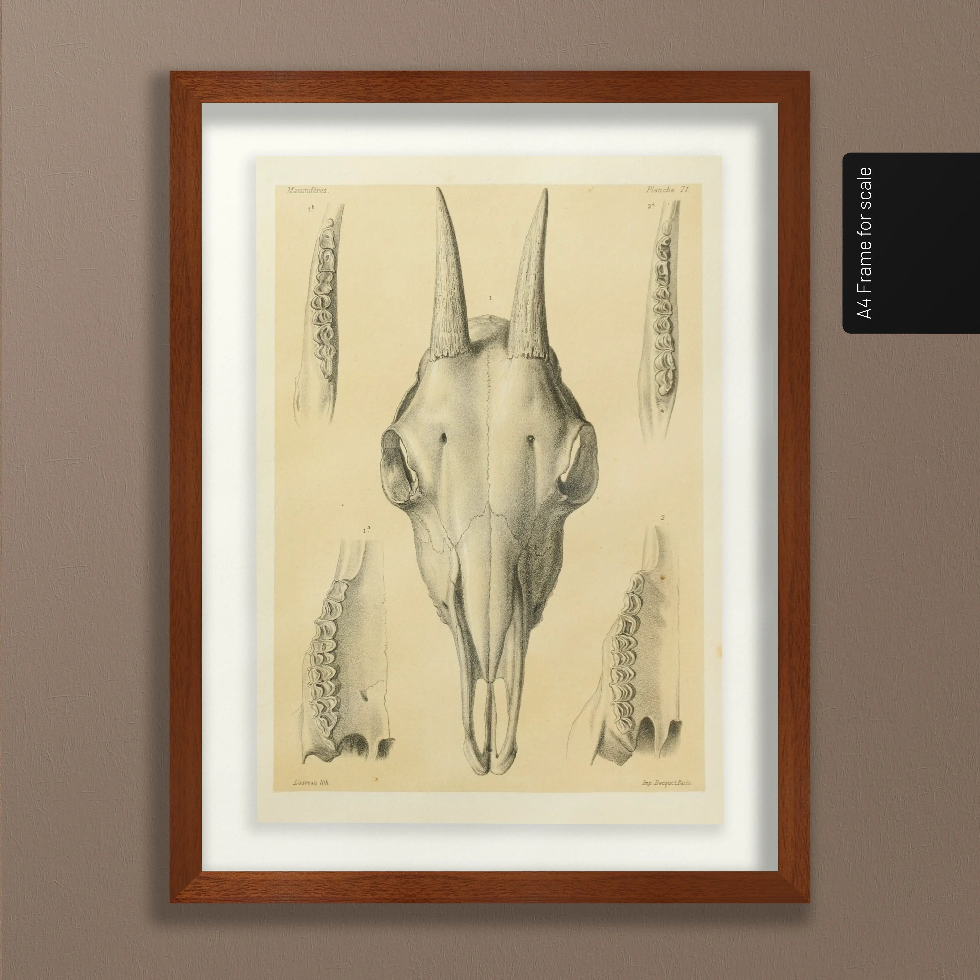 Anatomy: Plate No. 48