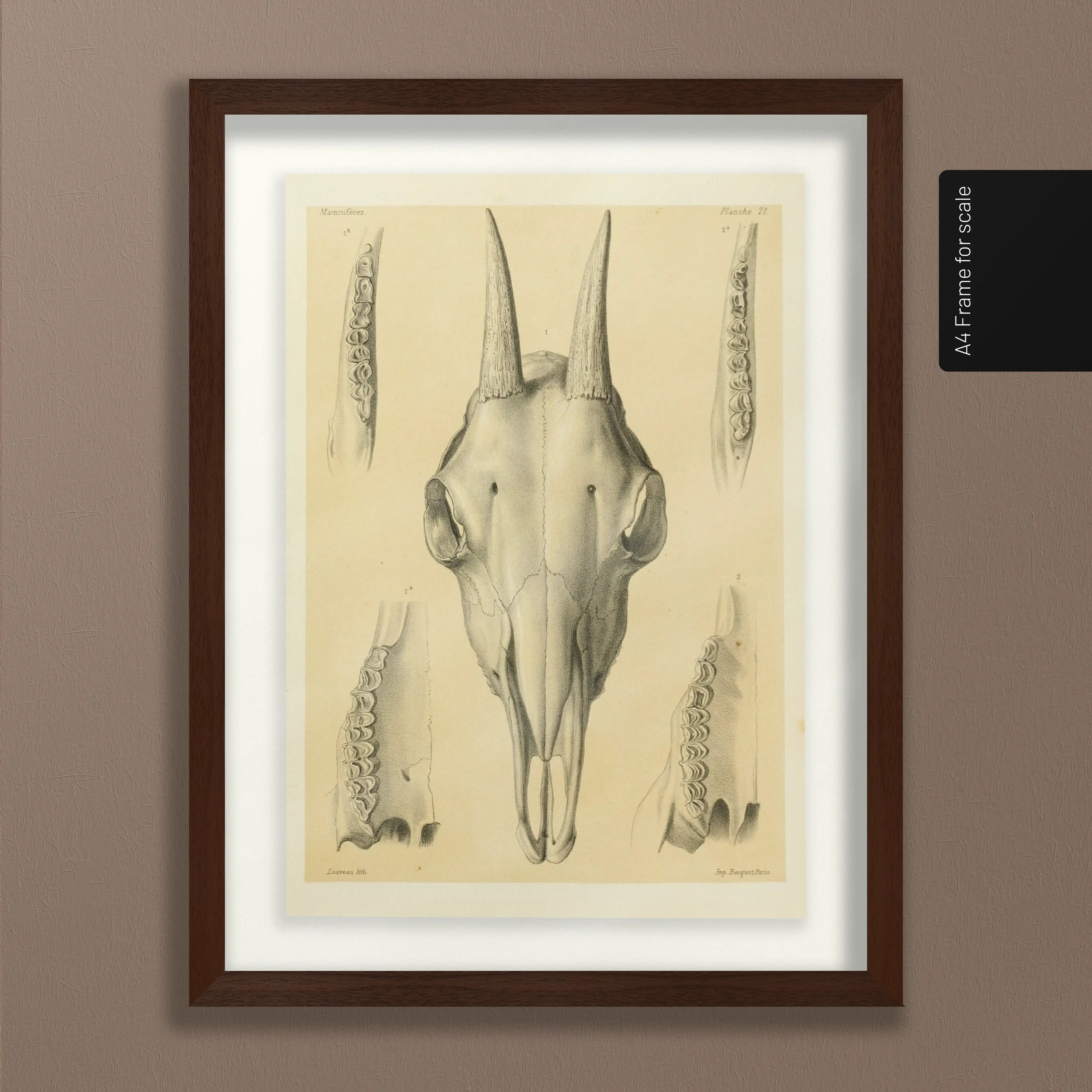 Anatomy: Plate No. 48