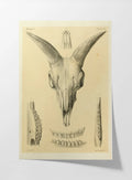 Anatomy: Plate No. 49