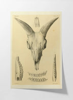 Anatomy: Plate No. 49
