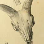 Anatomy: Plate No. 49
