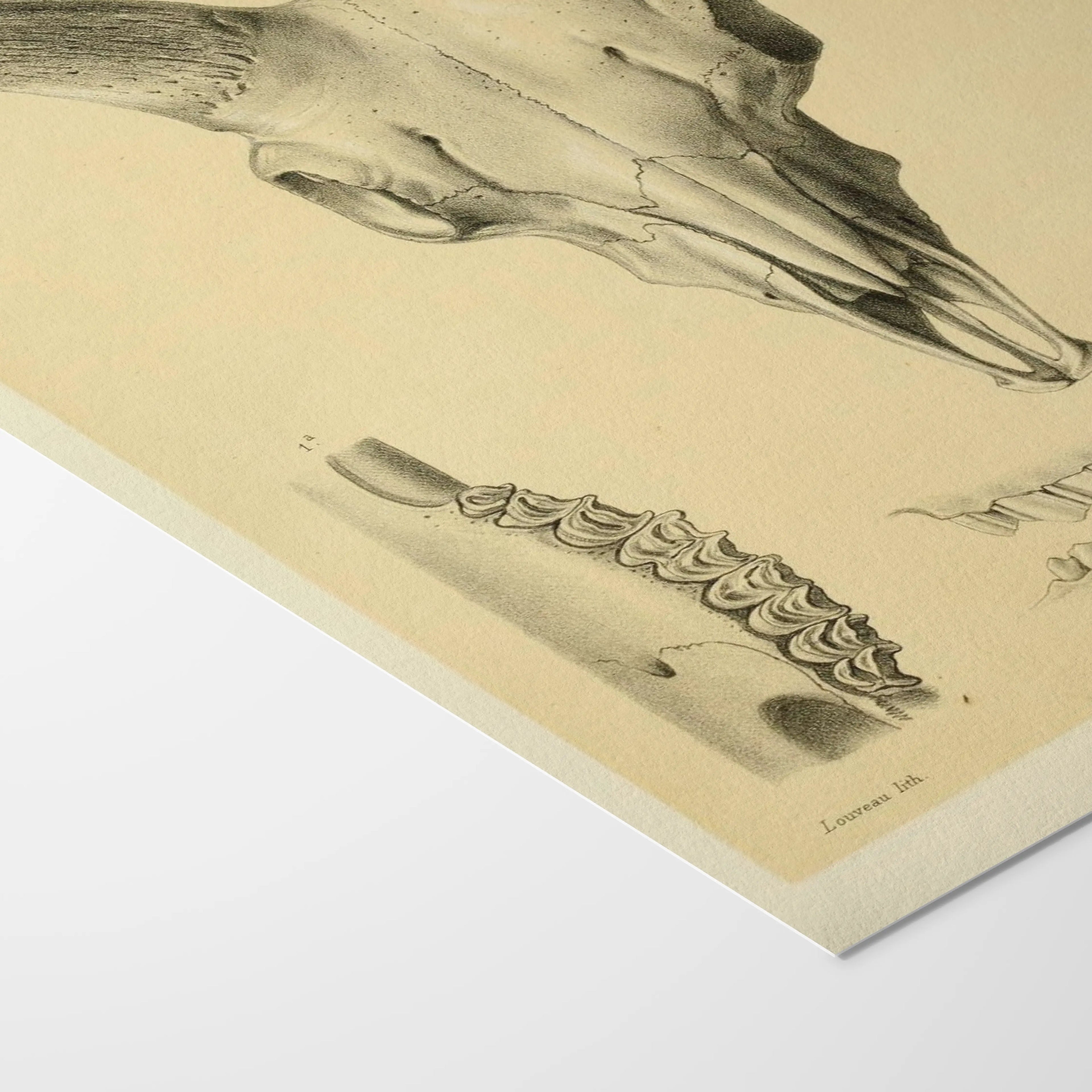 Anatomy: Plate No. 49