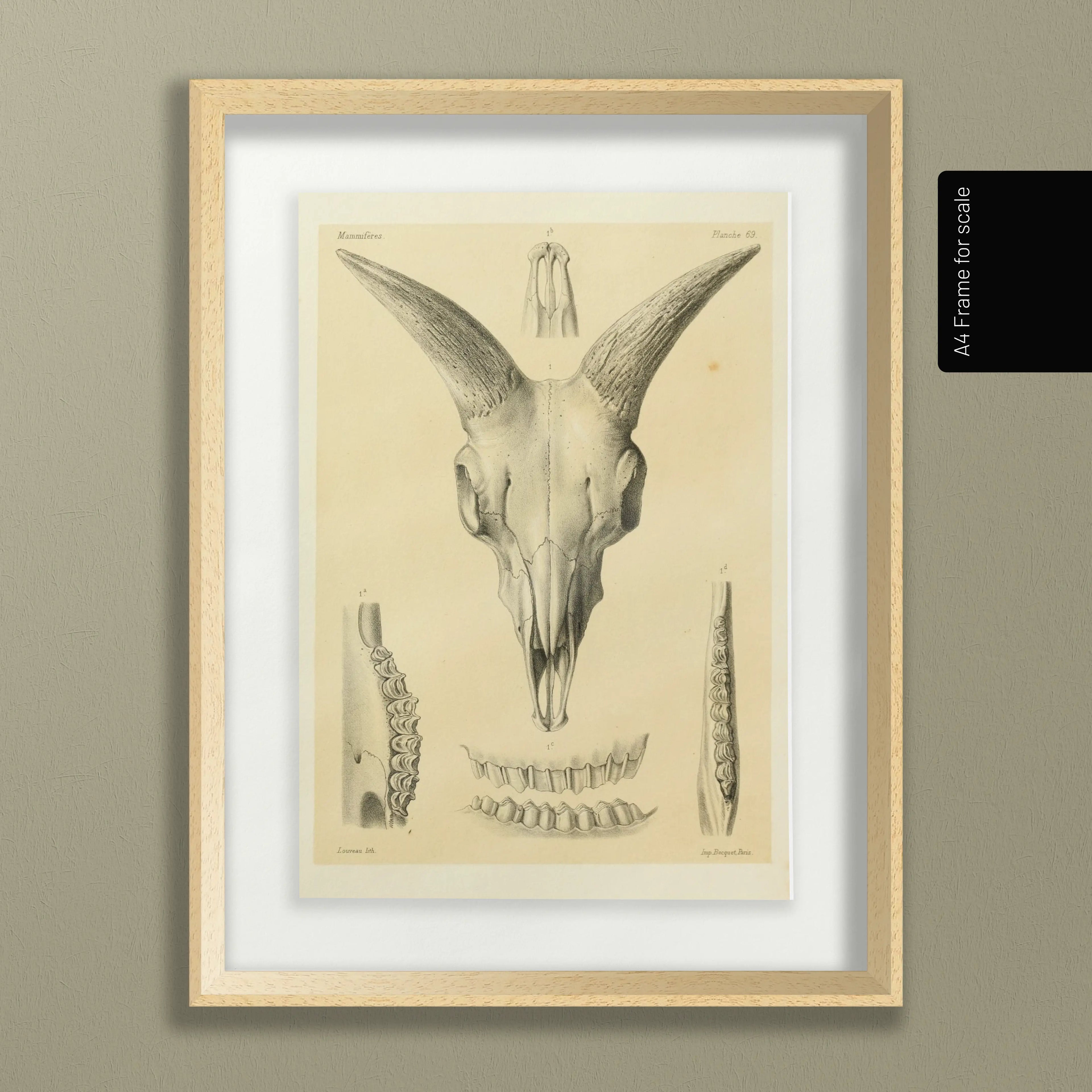 Anatomy: Plate No. 49