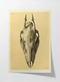 Anatomy: Plate No. 50
