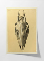 Anatomy: Plate No. 50