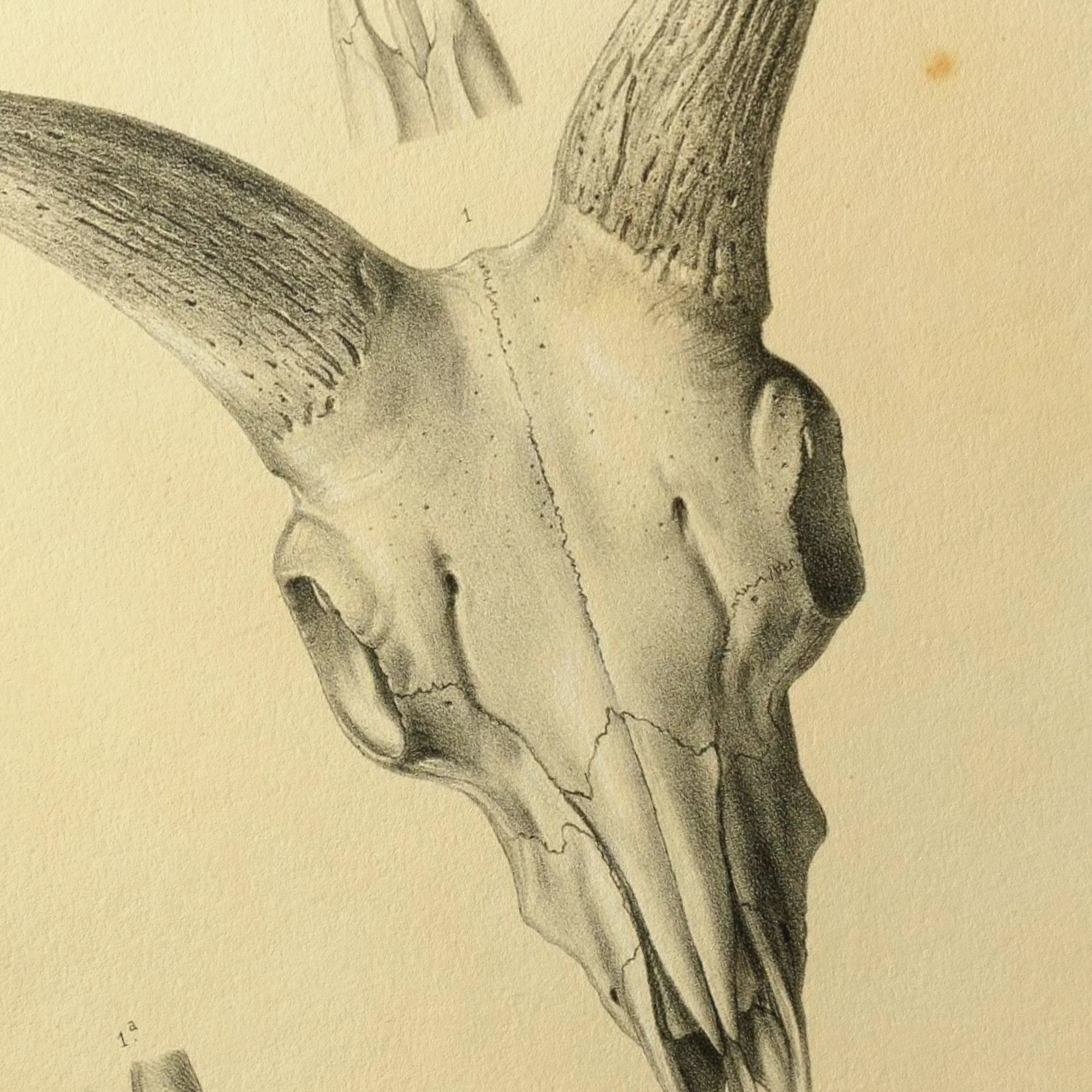 Anatomy: Plate No. 50