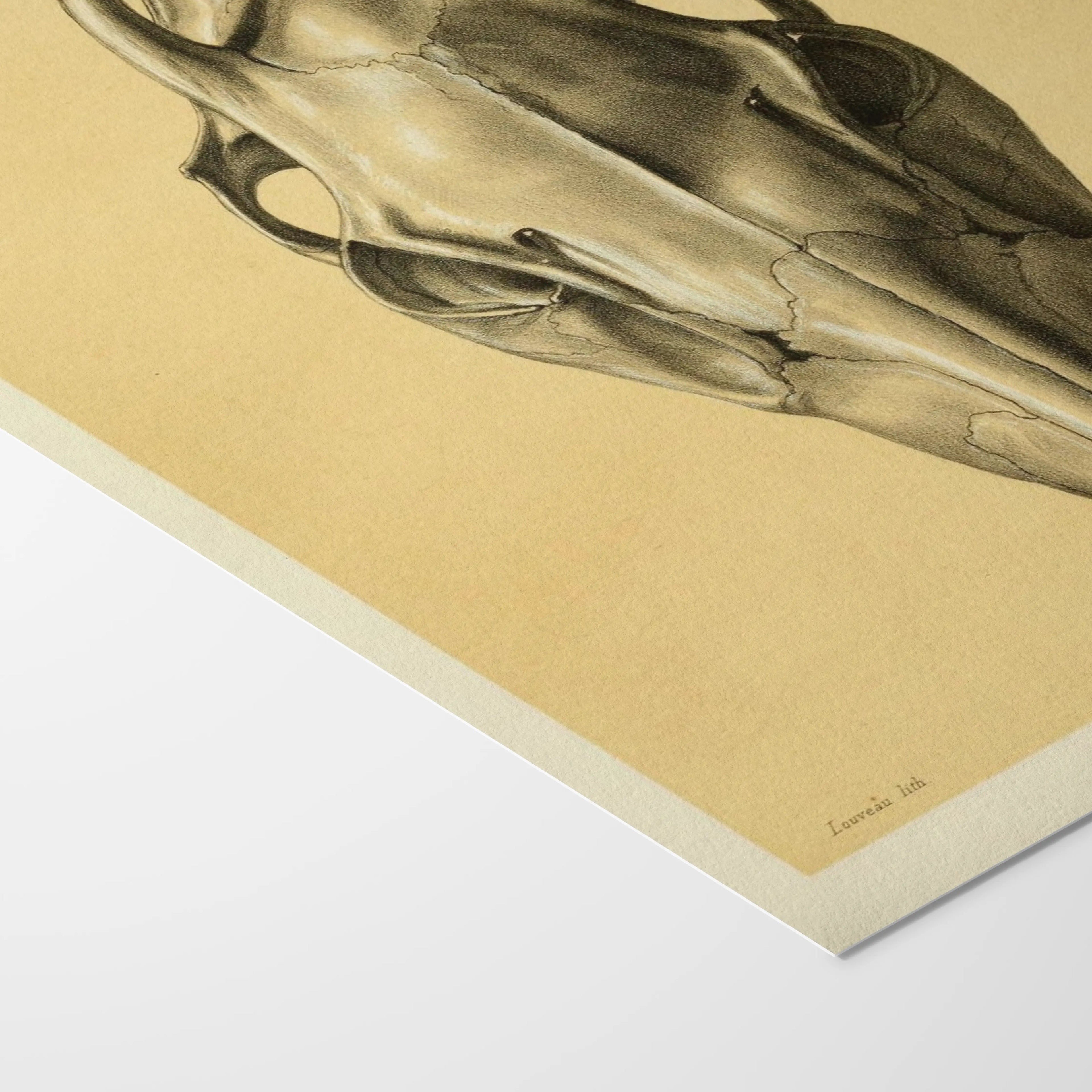 Anatomy: Plate No. 50