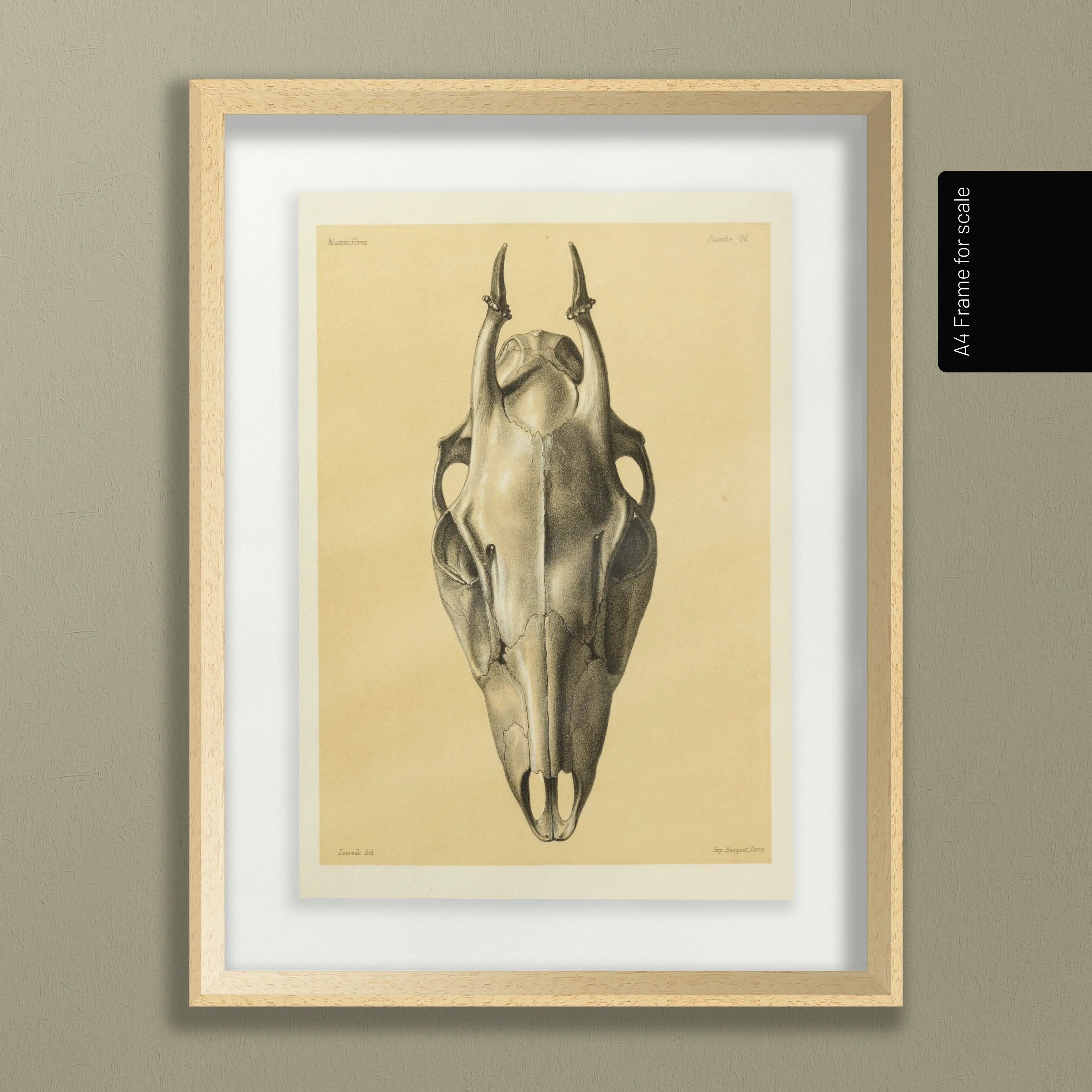 Anatomy: Plate No. 50