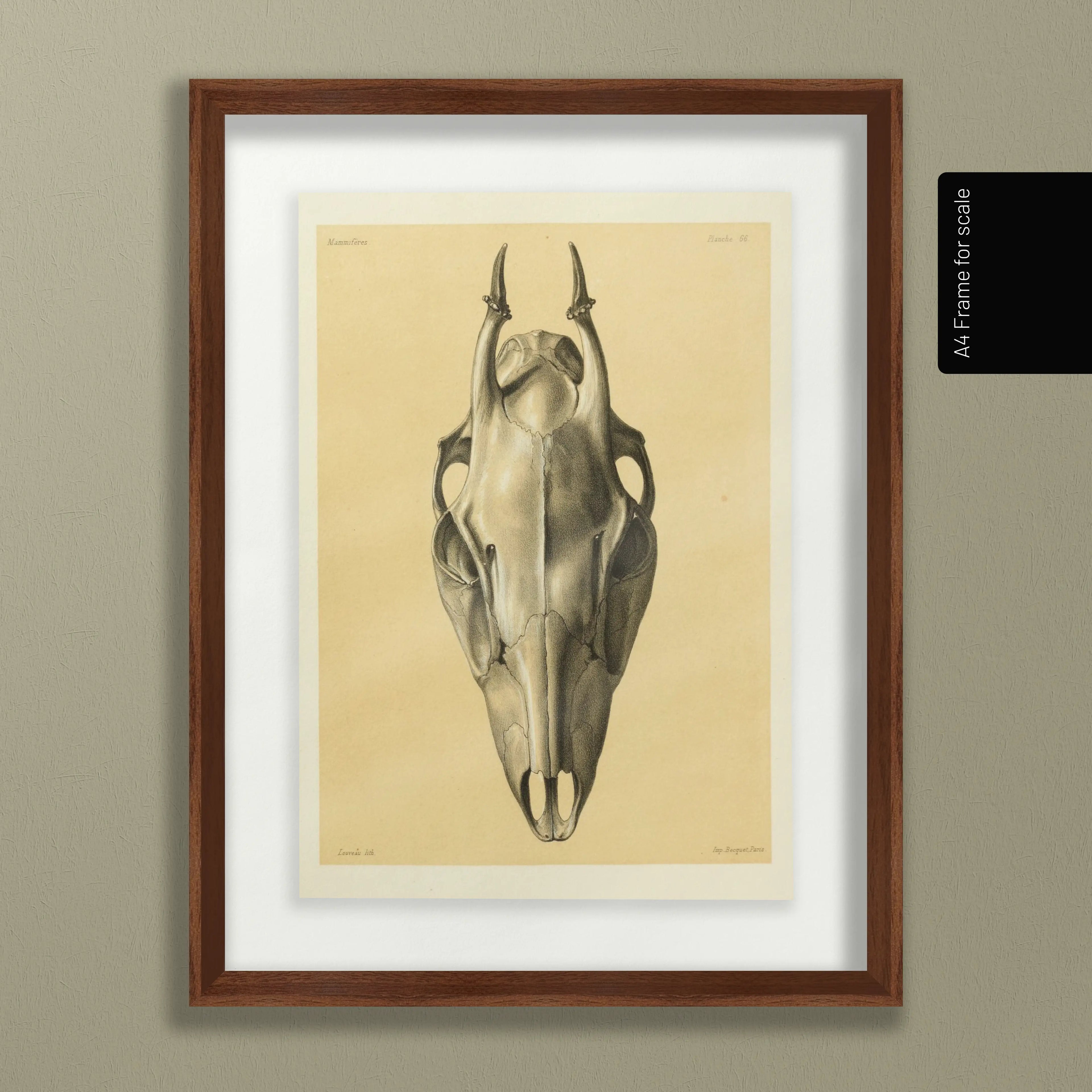 Anatomy: Plate No. 50