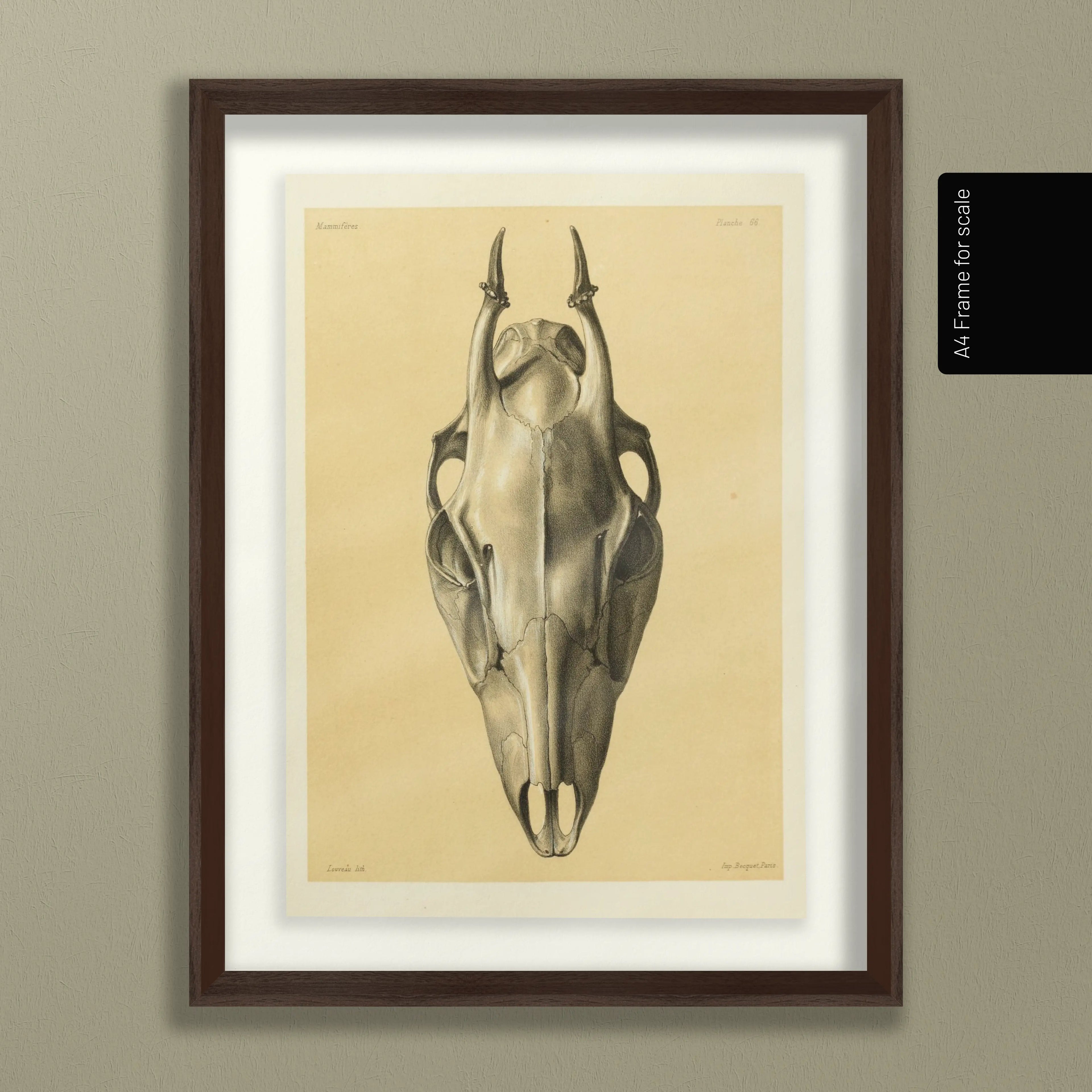 Anatomy: Plate No. 50