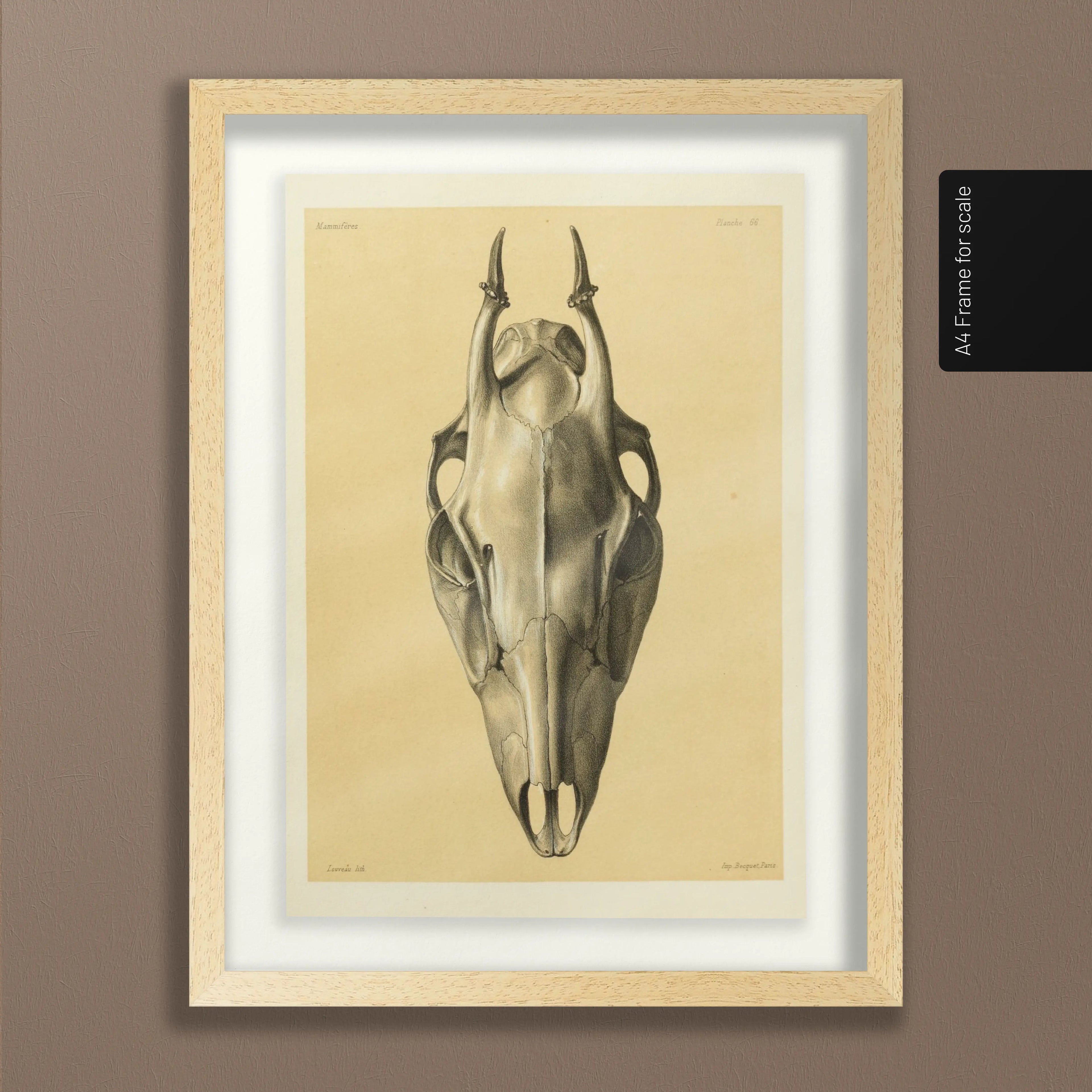 Anatomy: Plate No. 50