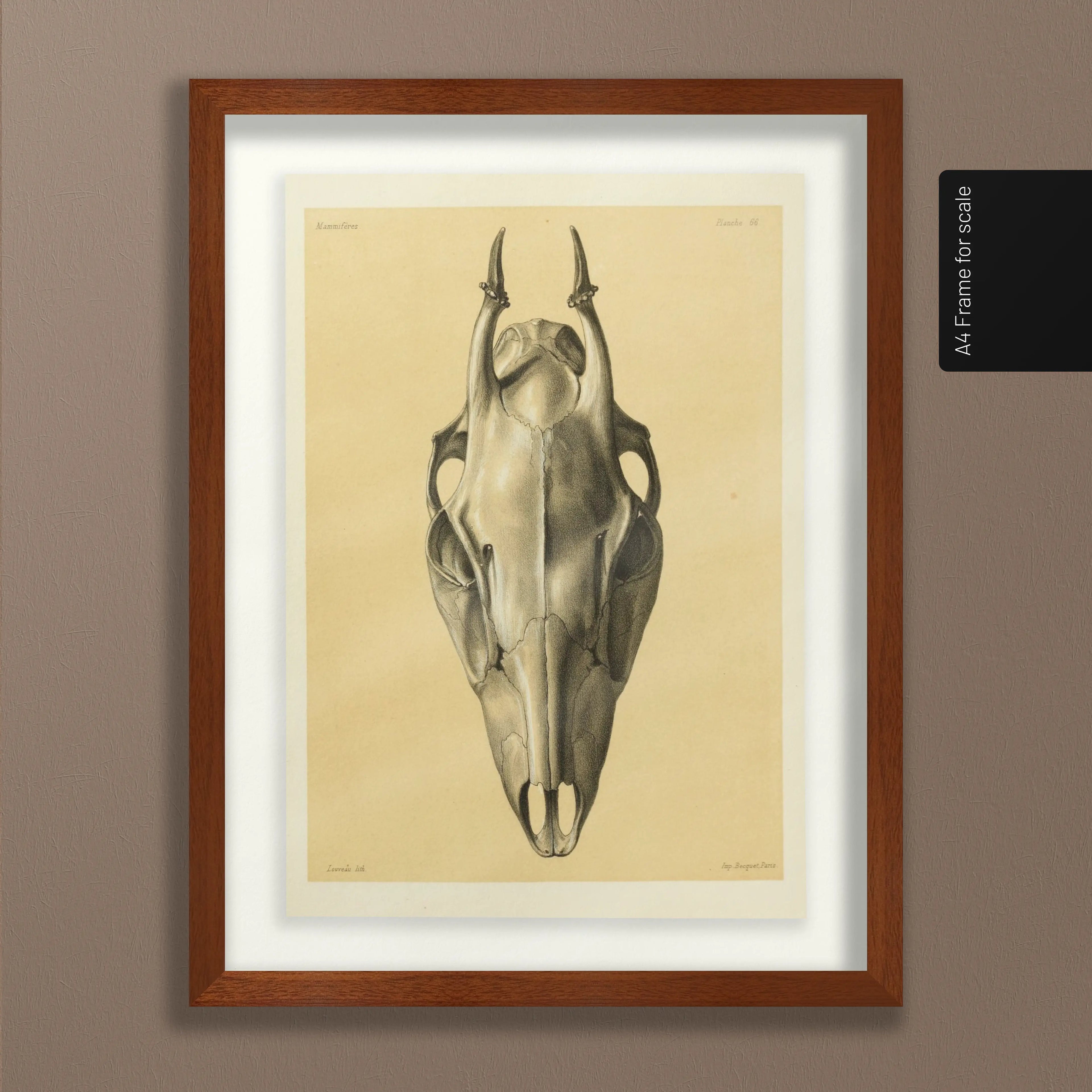 Anatomy: Plate No. 50