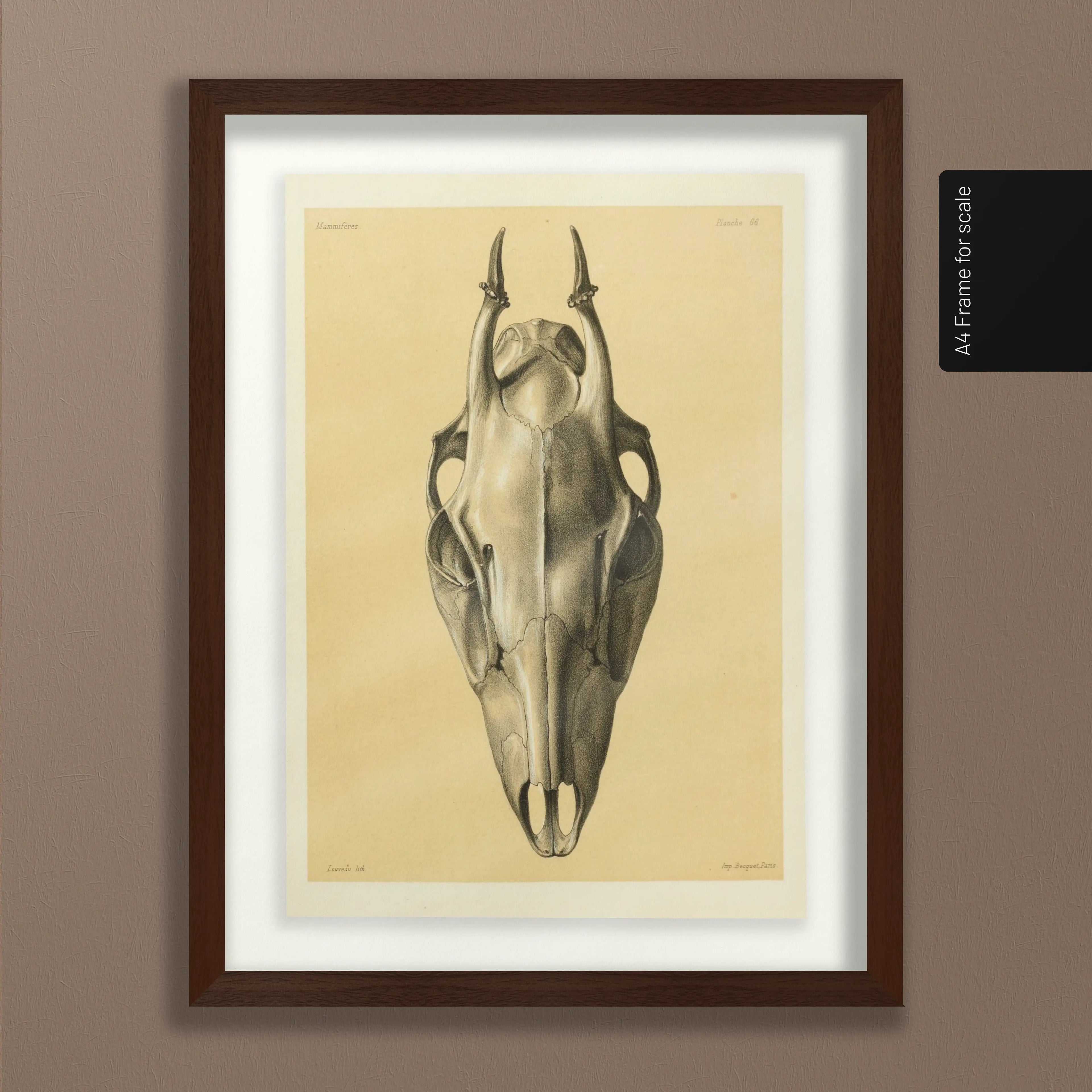 Anatomy: Plate No. 50