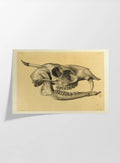 Anatomy: Plate No. 51