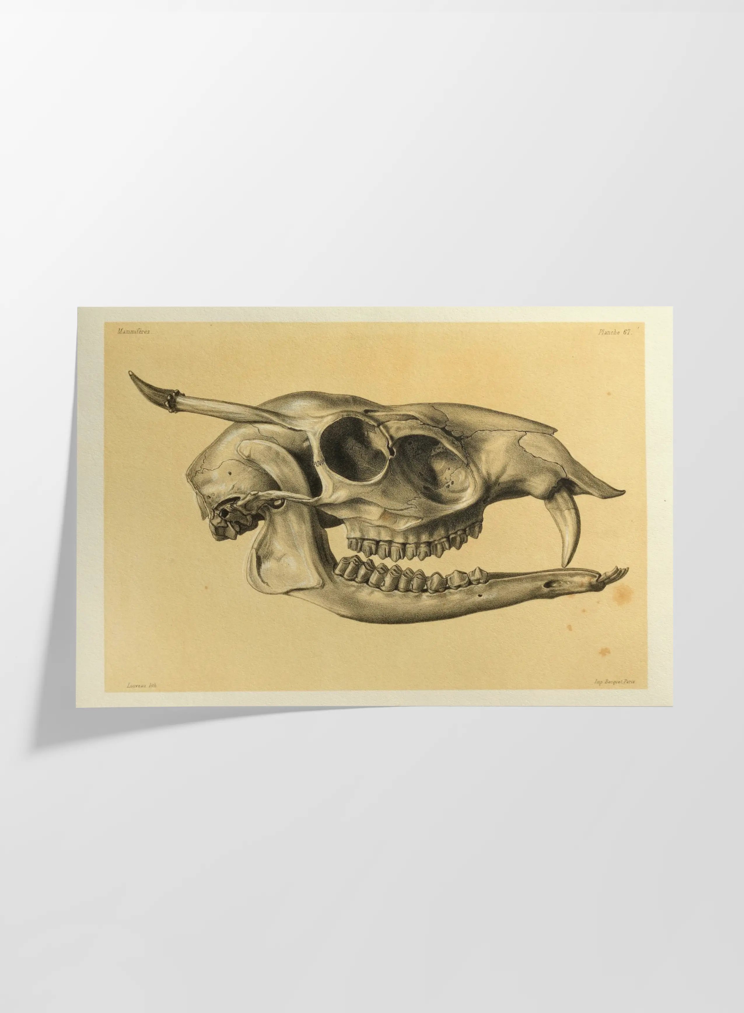 Anatomy: Plate No. 51