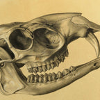 Anatomy: Plate No. 51