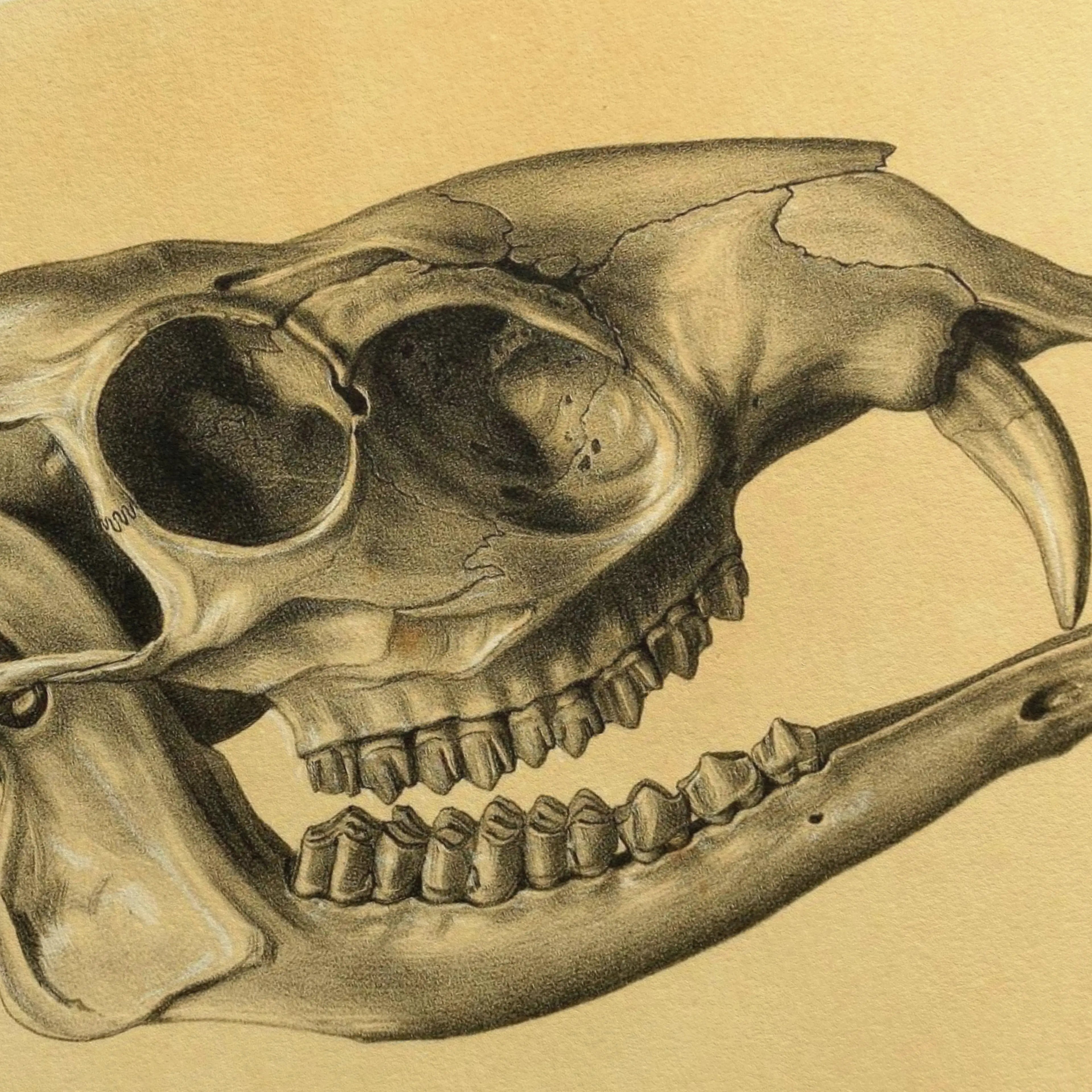 Anatomy: Plate No. 51